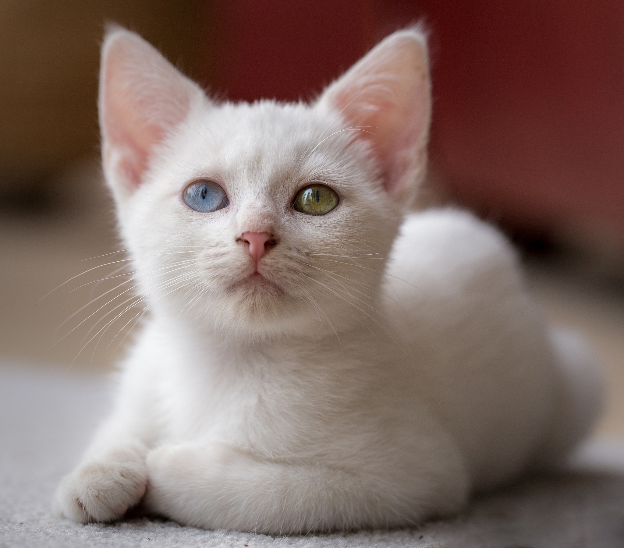 Baby Animal Cat Kitten Pet 2048x1799