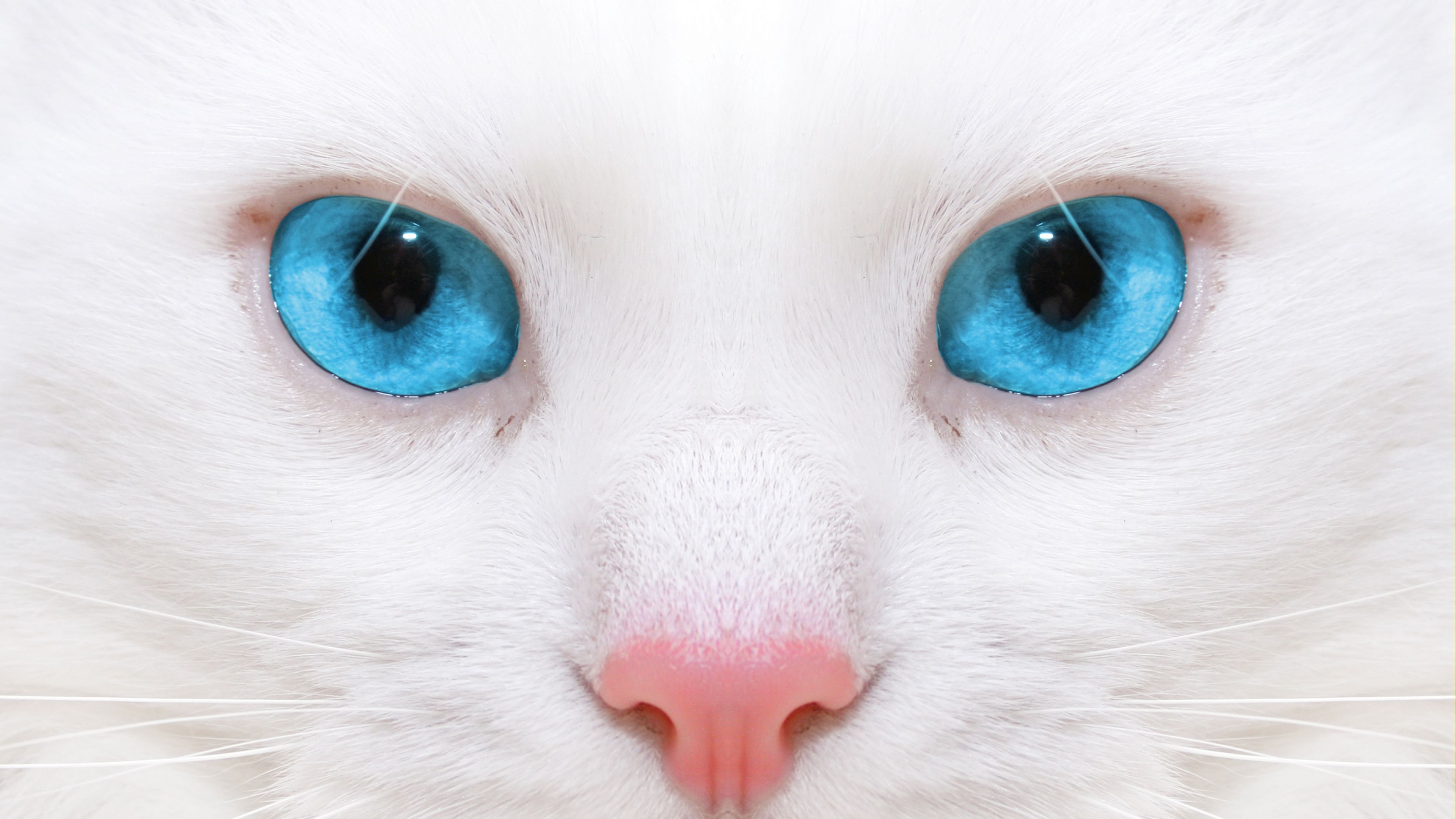 Cats Closeup Blue Eyes Cat Eyes Whiskers Animals Mammals Nature 3840x2160