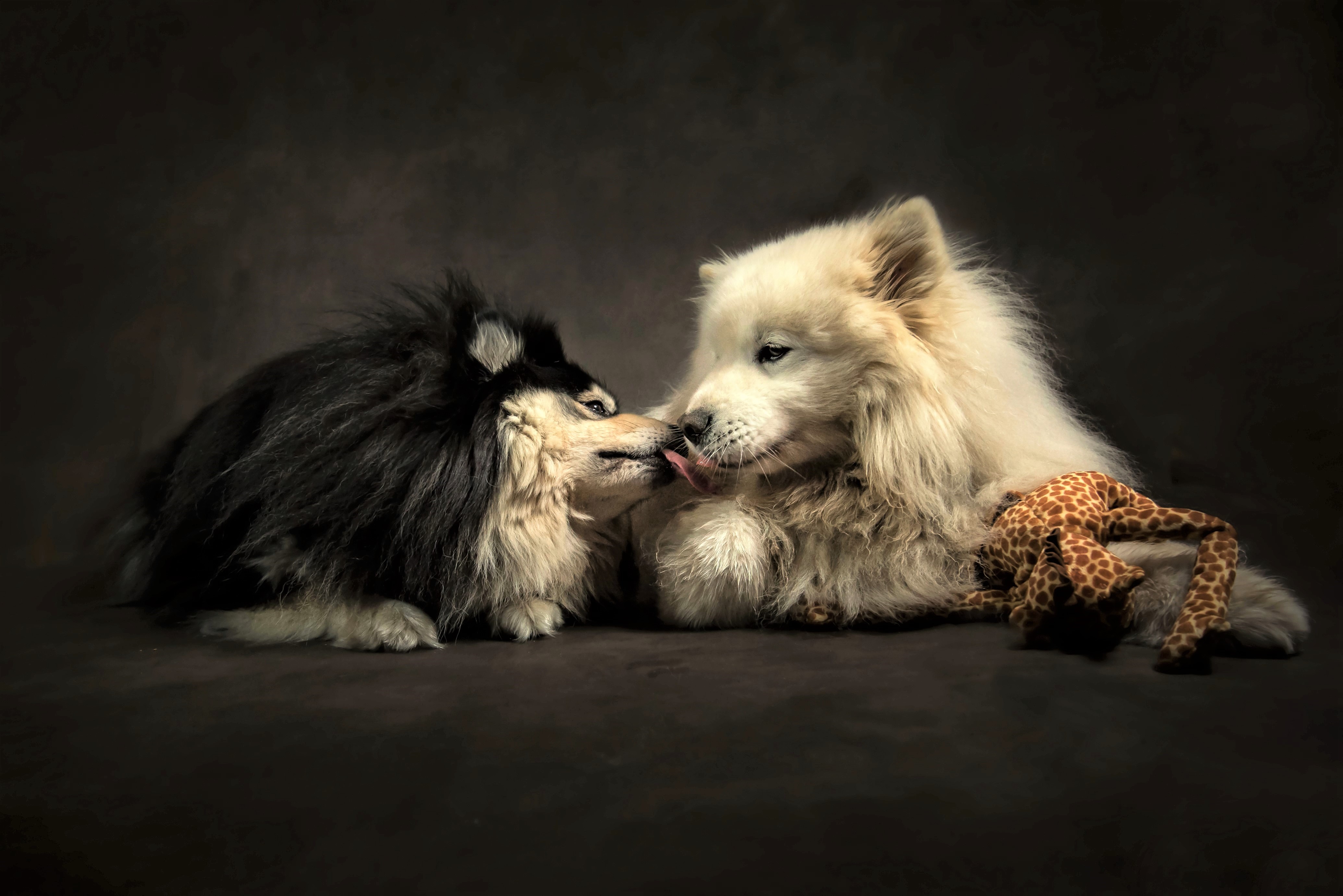 Cute Dog Friend Kiss Love 4139x2763
