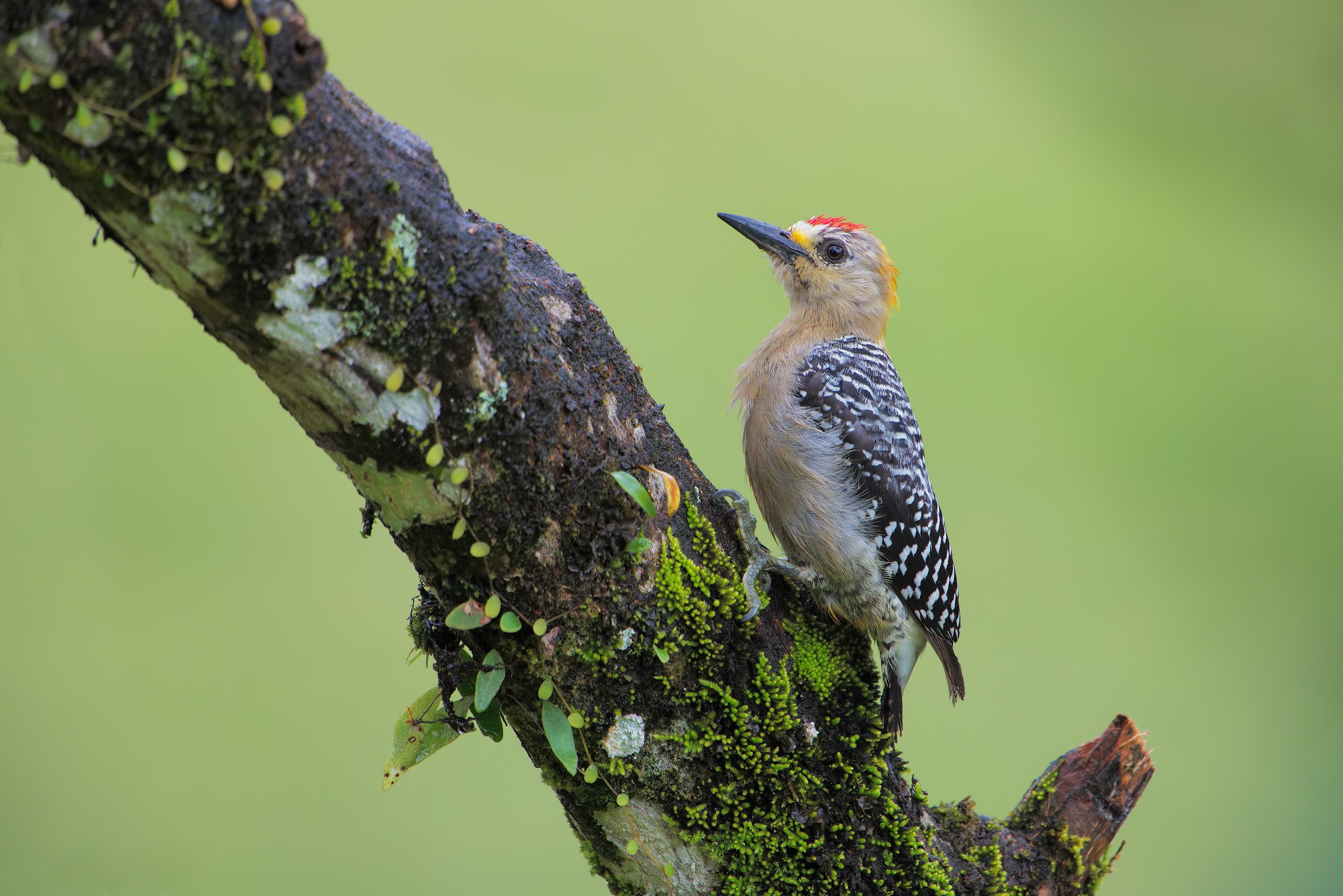 Bird Wildlife Woodpecker 3000x2002