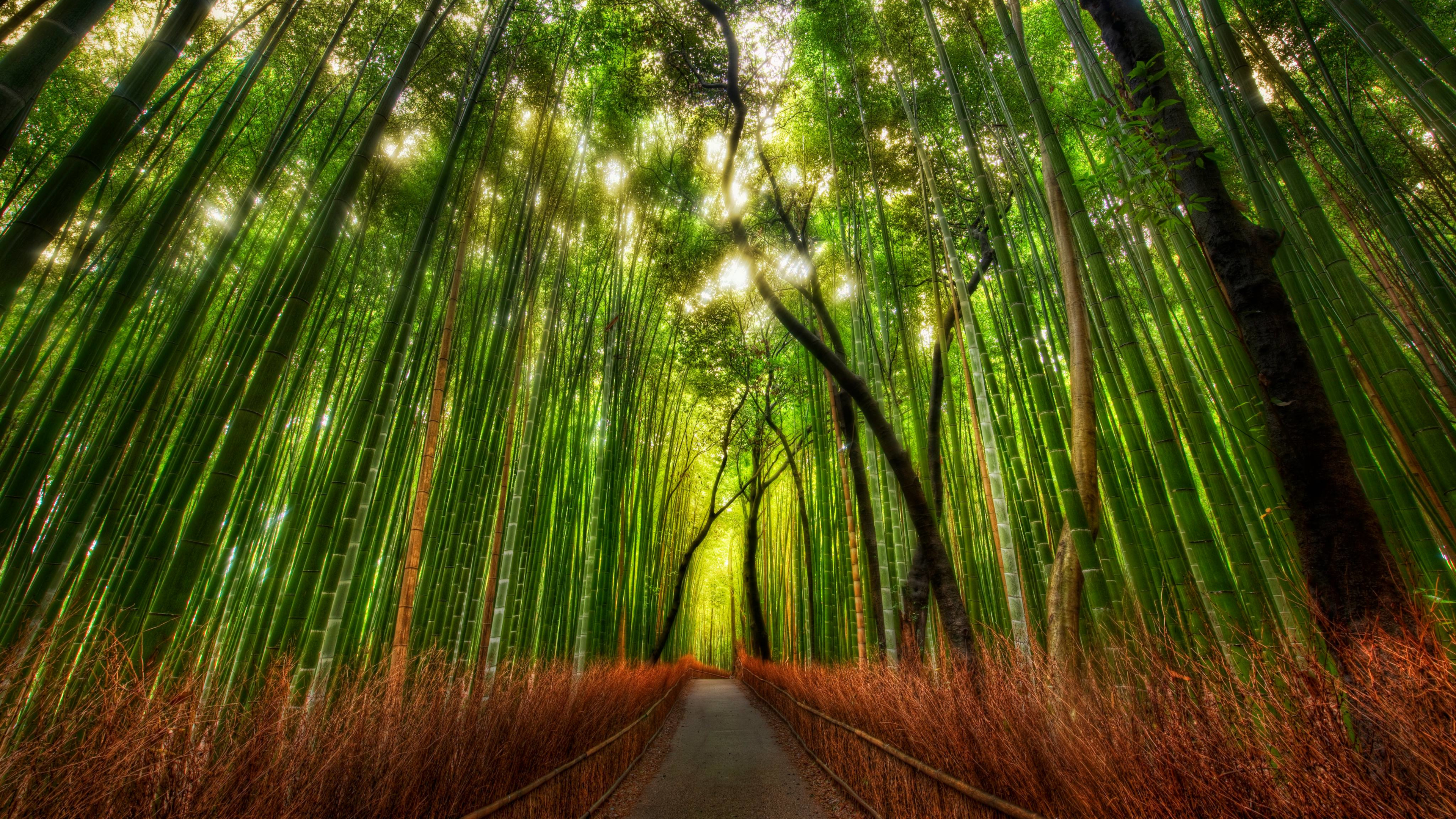 Bamboo Trees Nature Path Landscape Forest 3840x2160