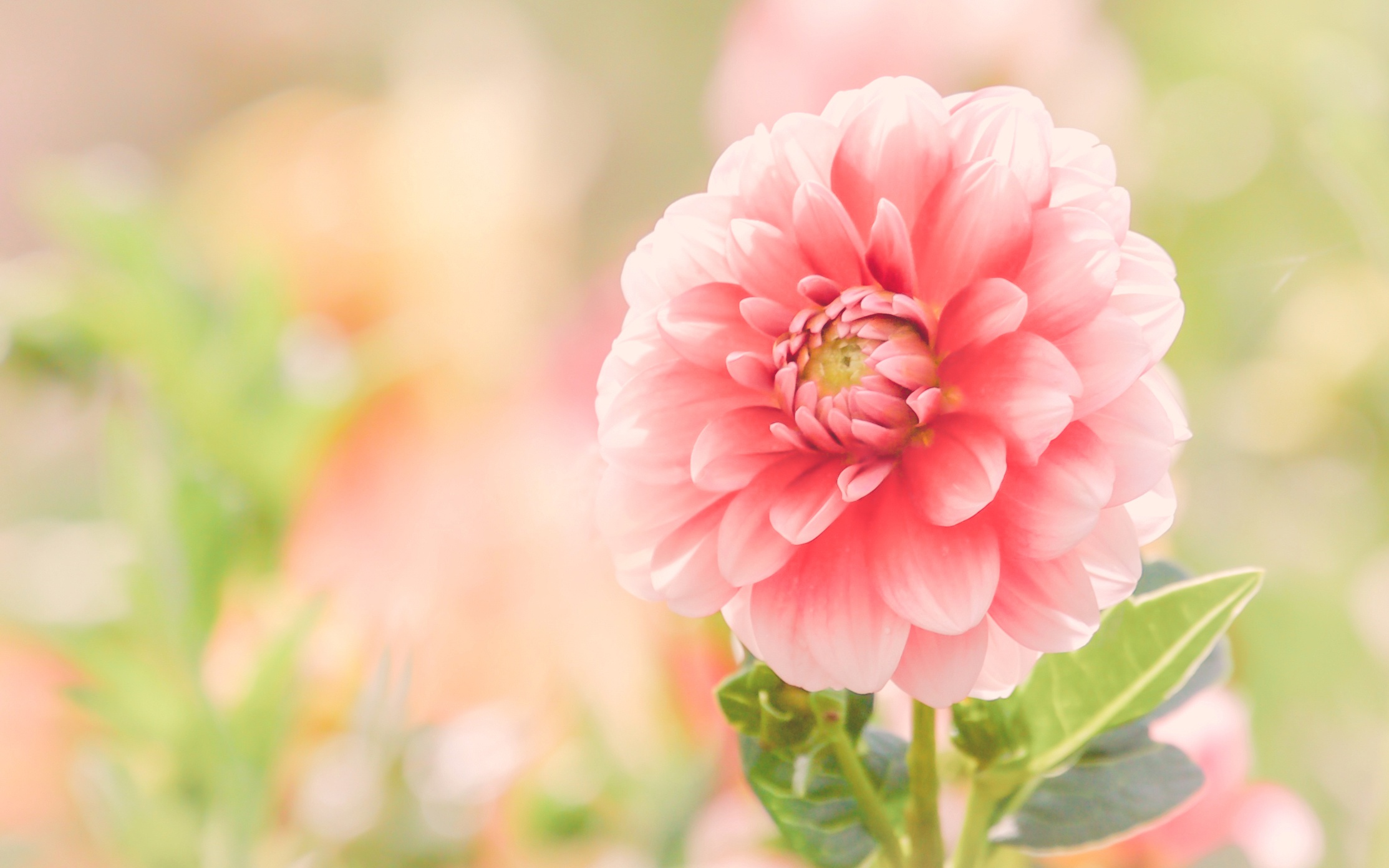 Close Up Dahlia Flower Pink Flower 2227x1392
