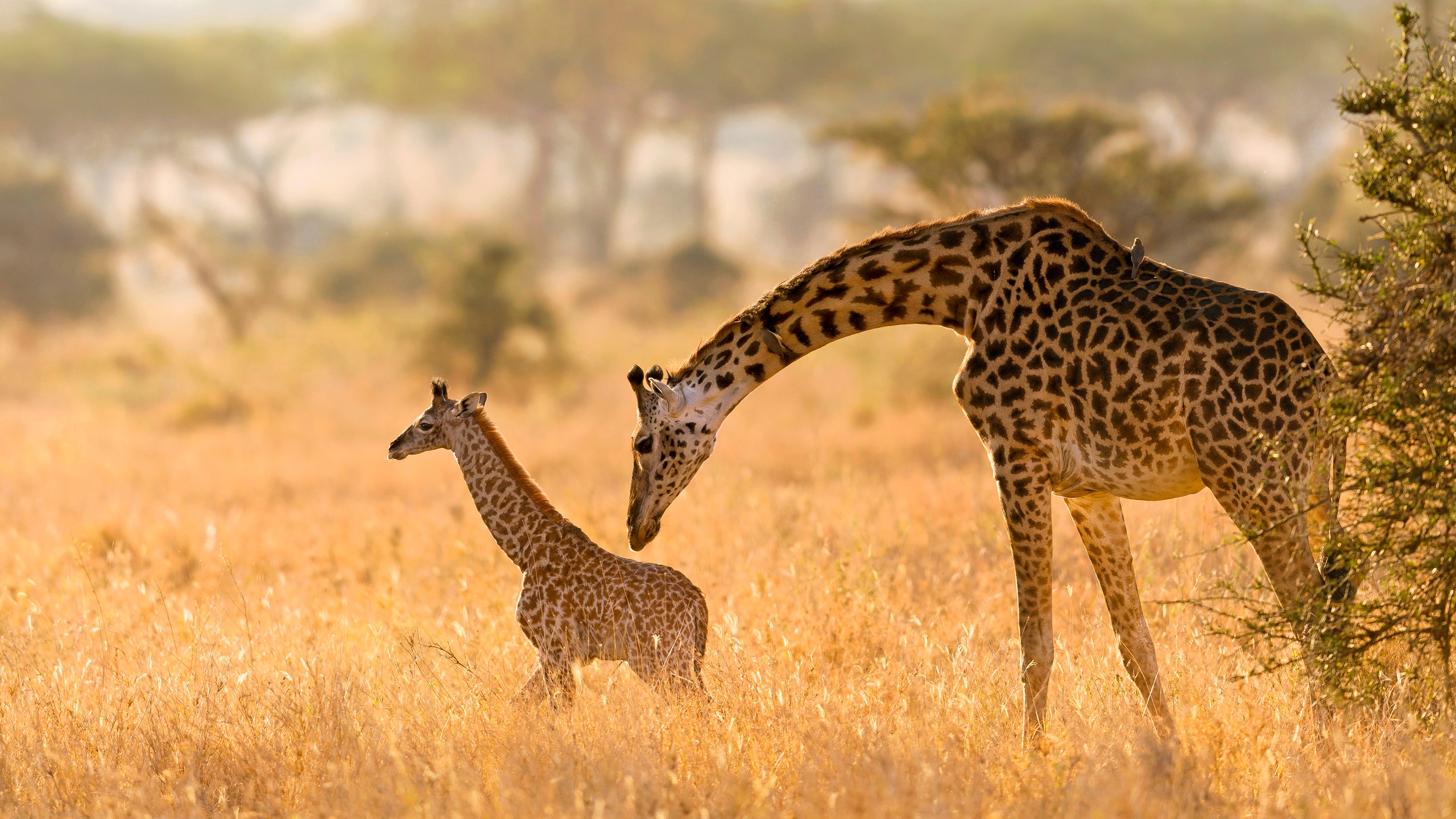 Baby Animal Giraffe 2560x1440