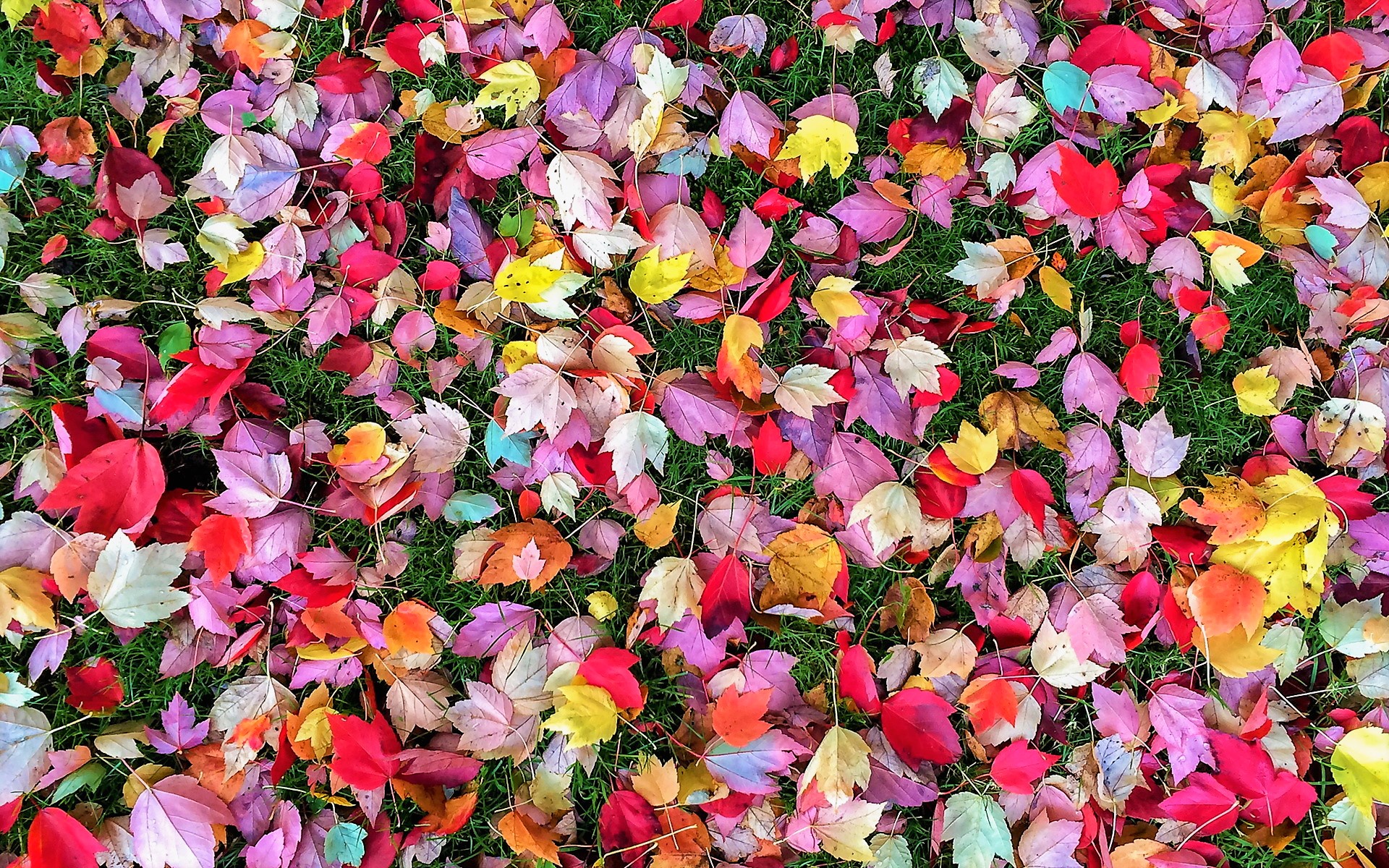 Colorful Fall Leaf 1920x1200