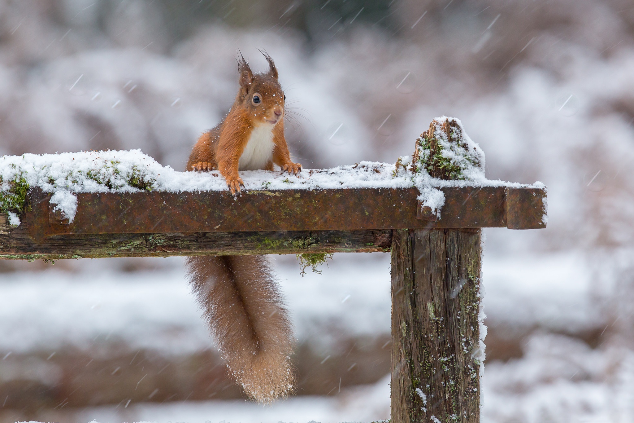 Depth Of Field Rodent Snowfall Squirrel Wildlife Winter 2048x1365