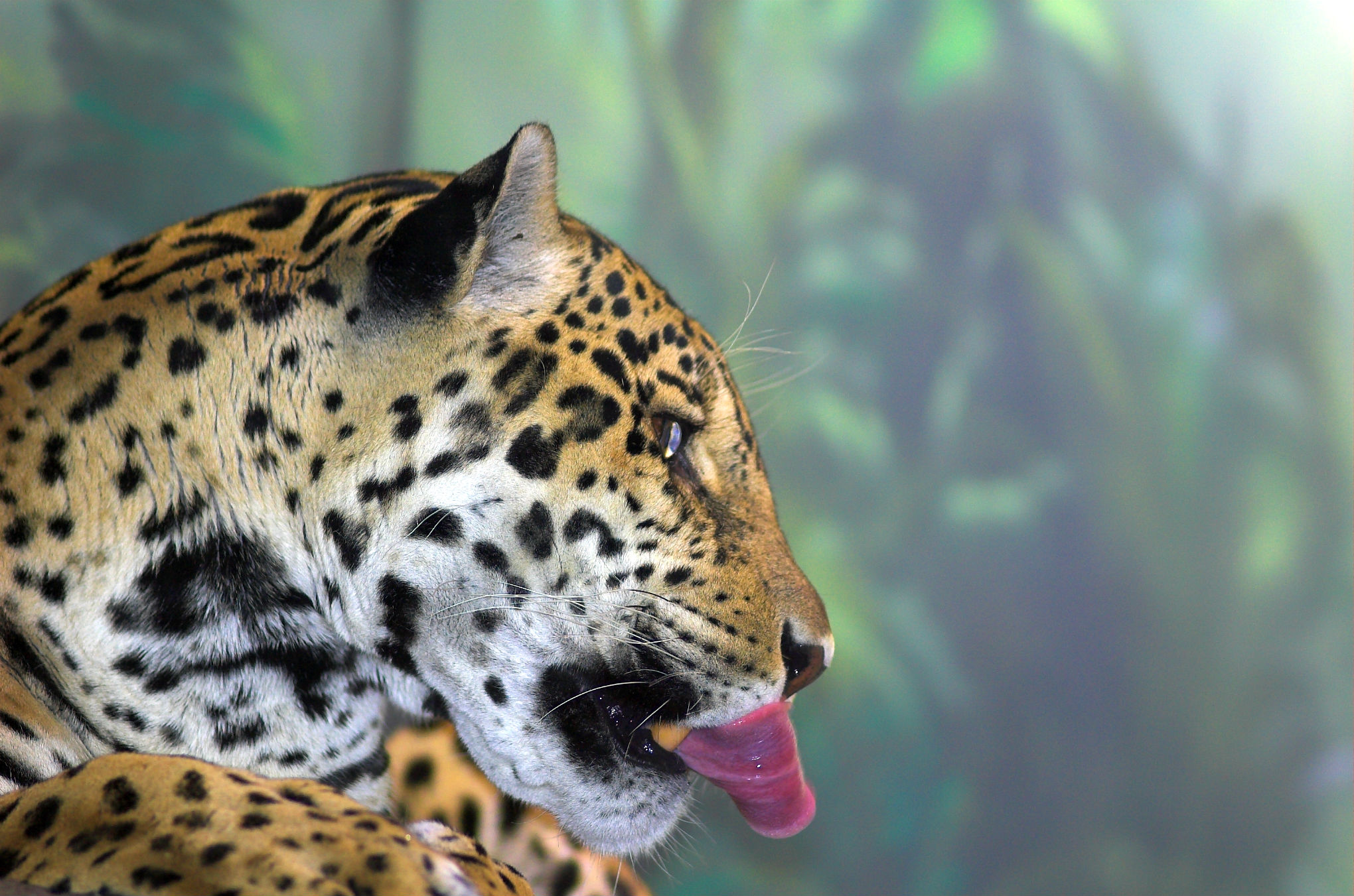 Animal Jaguar 2040x1351