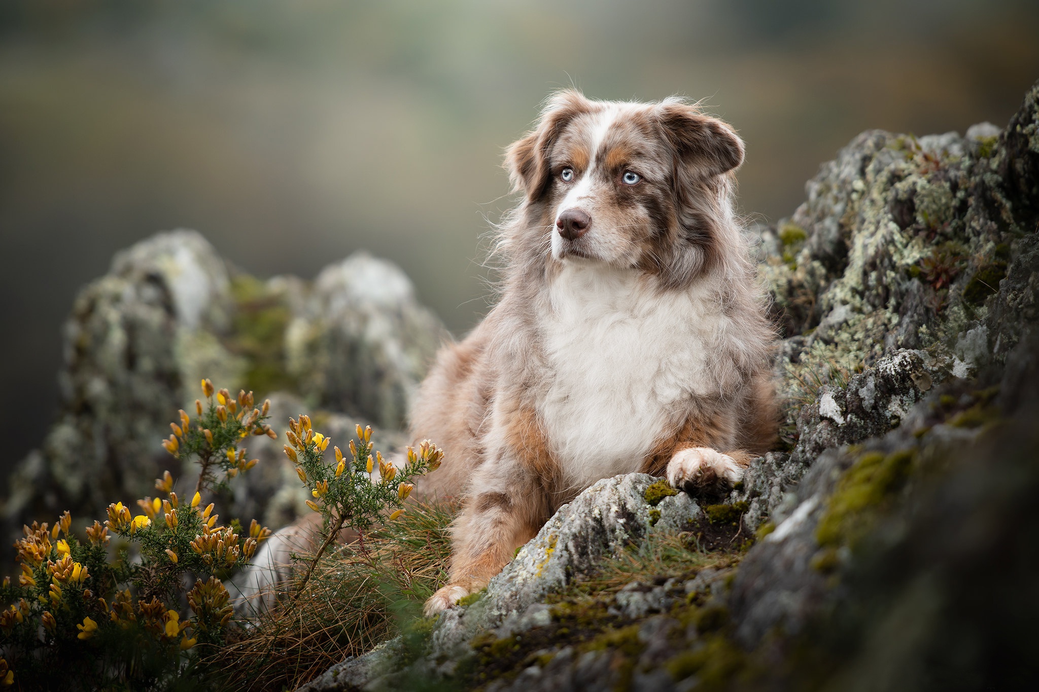 Australian Shepherd Dog Pet 2048x1365