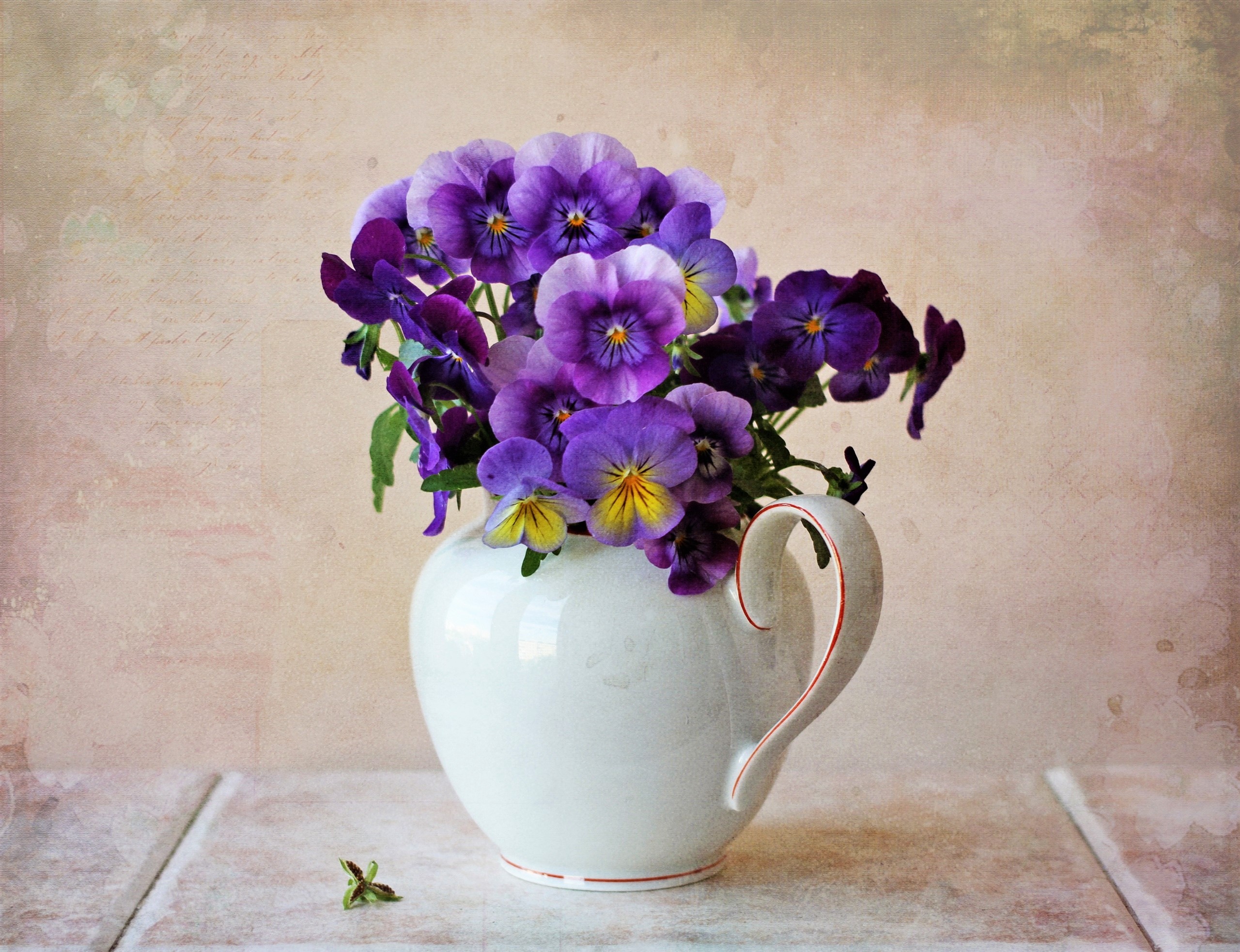 Flower Pansy Pitcher Purple Flower Still Life 2560x1965