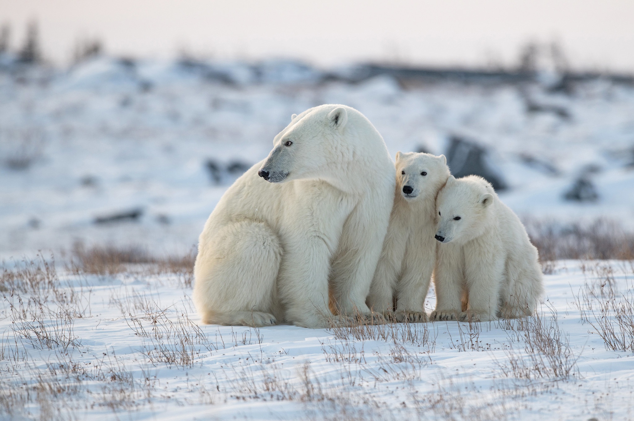 Baby Animal Cub Polar Bear Snow Wildlife Winter Predator Animal 2047x1360