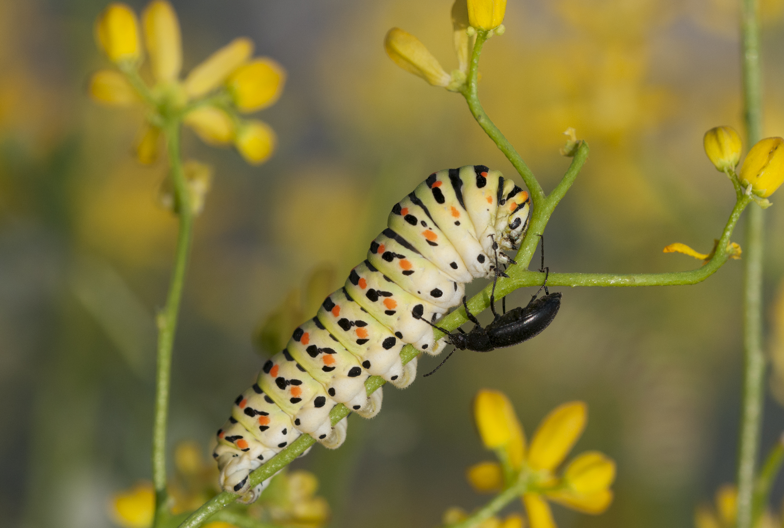 Beetle Caterpillar Old World Swallowtail Caterpillar 3250x2187