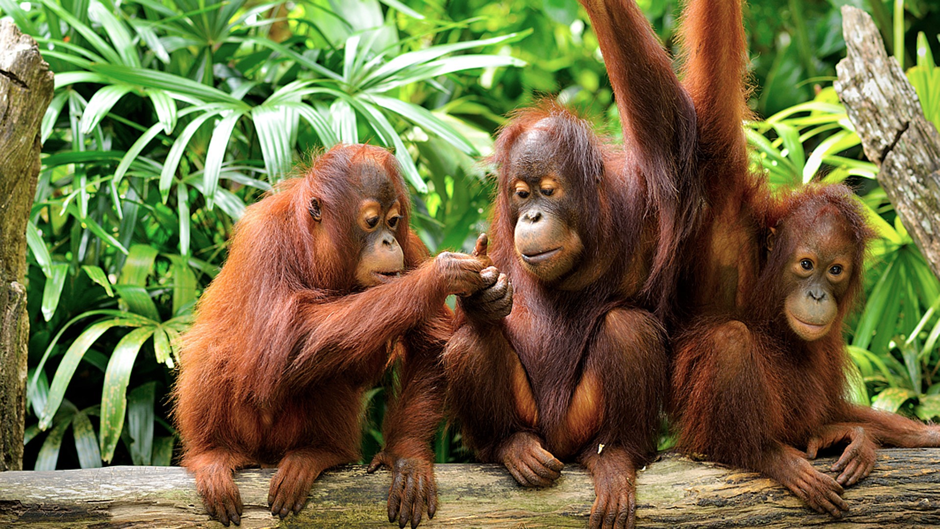 Animal Baby Animal Cute Orangutan Primate Wildlife 1920x1080