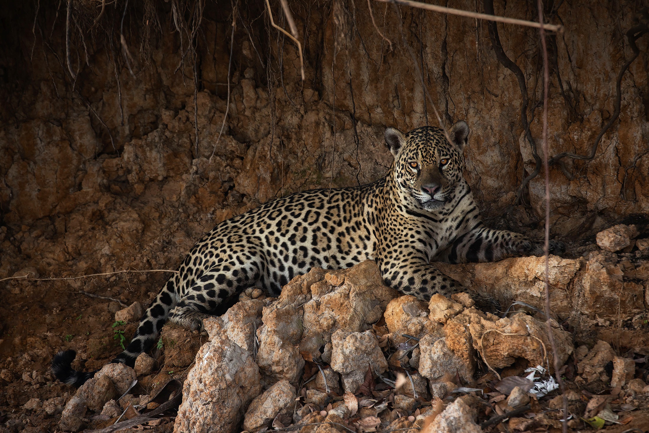 Big Cat Jaguar Wildlife Predator Animal 2200x1467