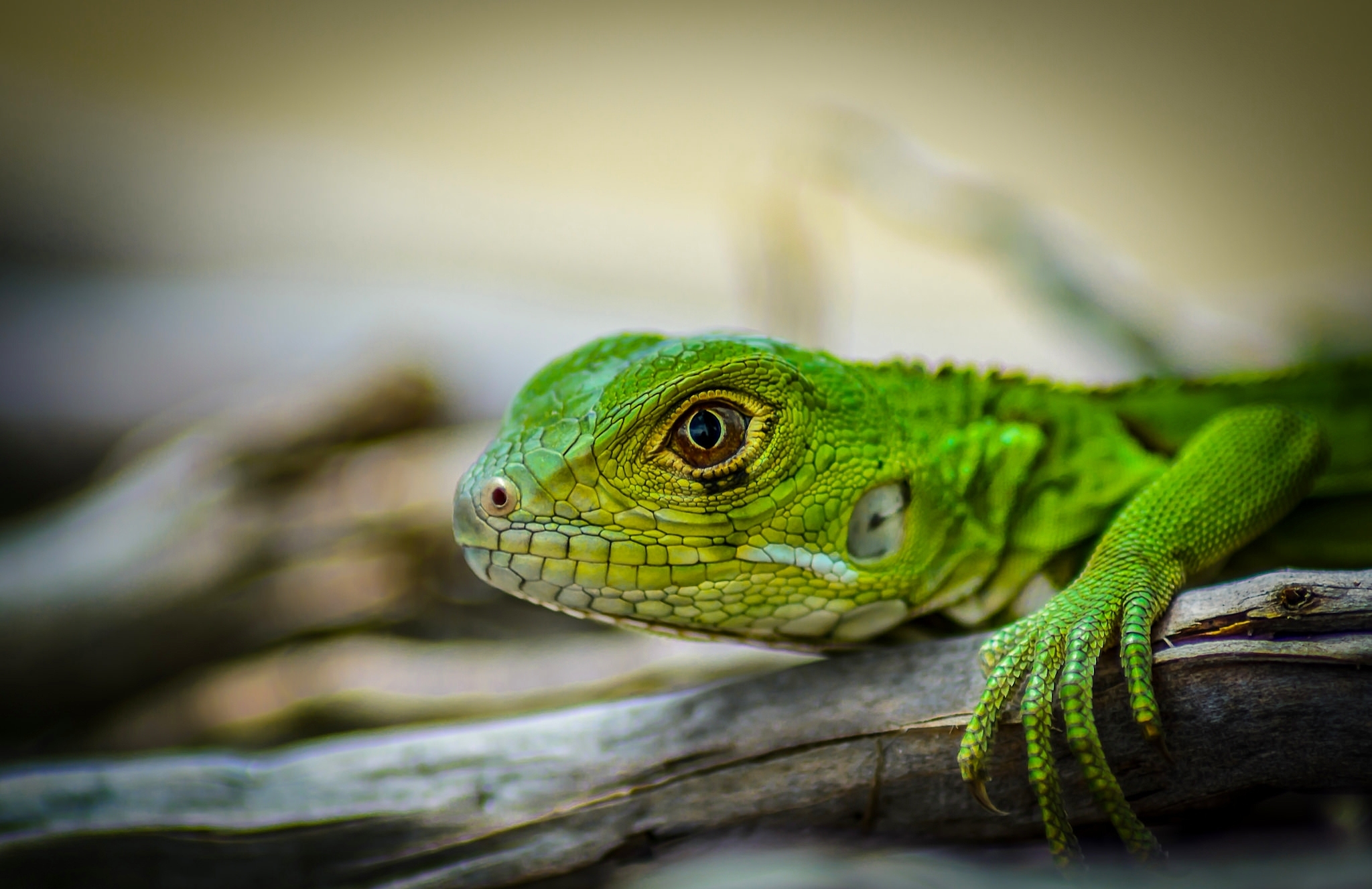 Blur Iguana Lizard 2048x1327