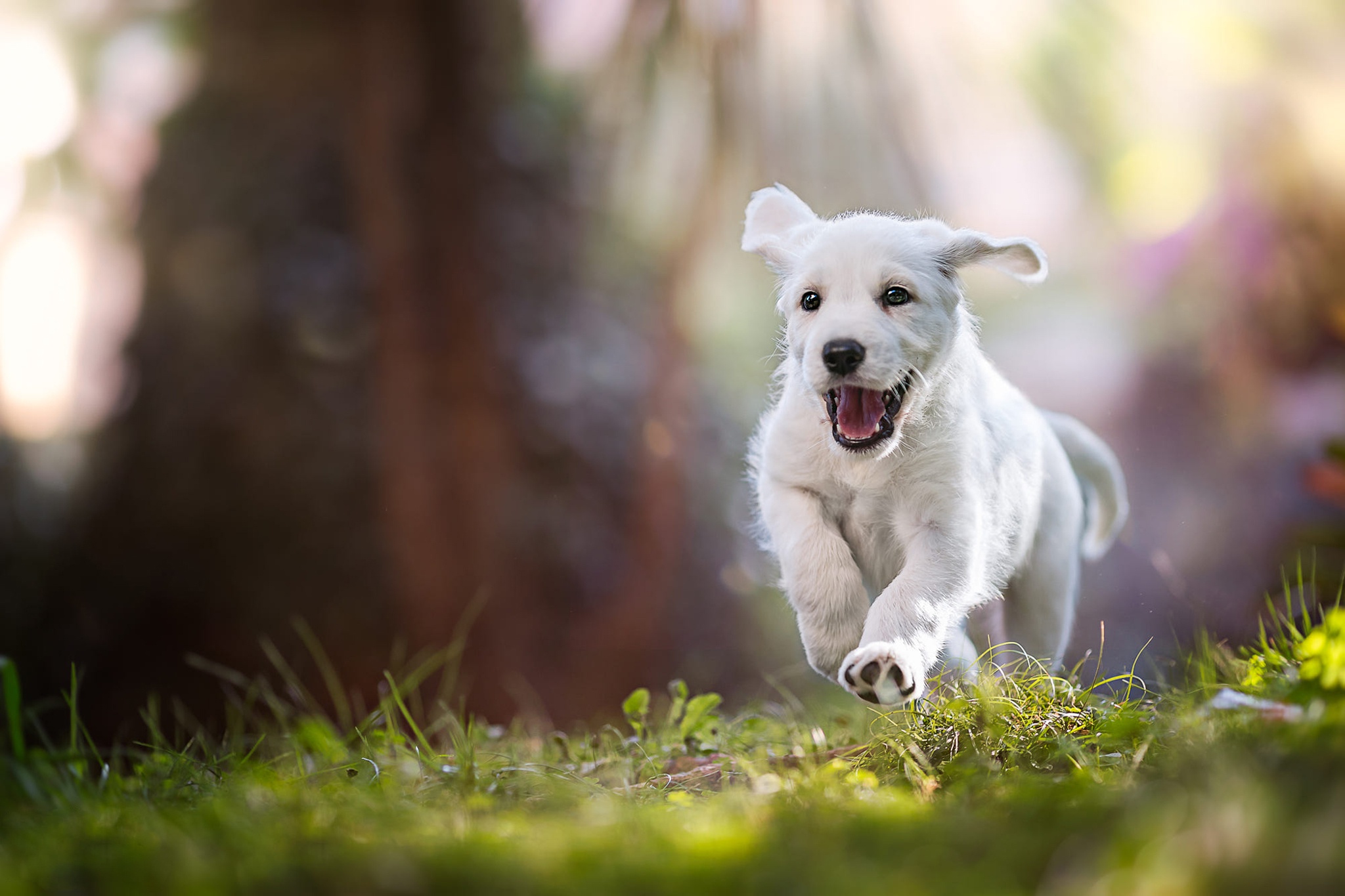 Baby Animal Dog Labrador Retriever Pet Puppy 2048x1365