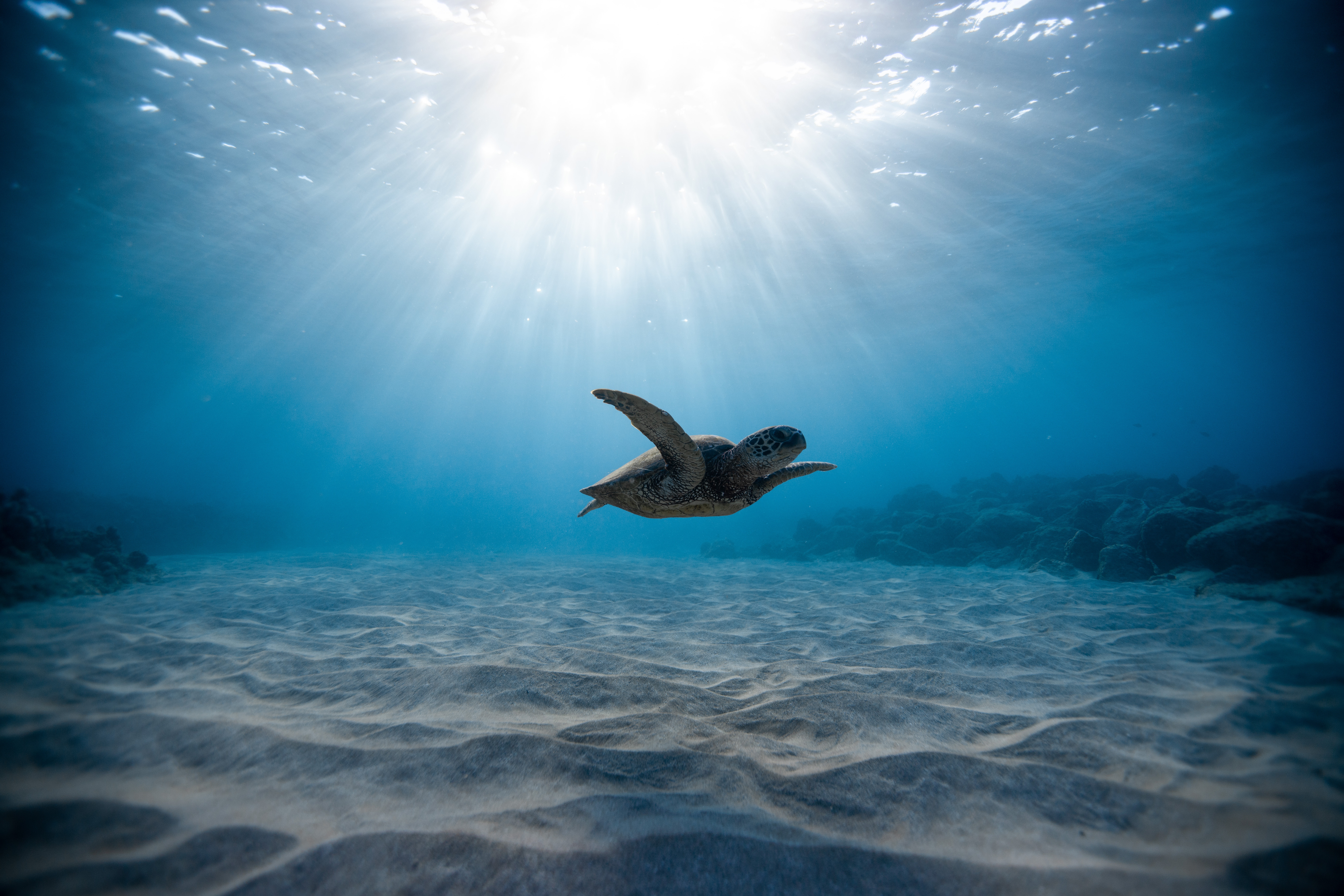 Sea Life Sunbeam Turtle Underwater 7952x5304