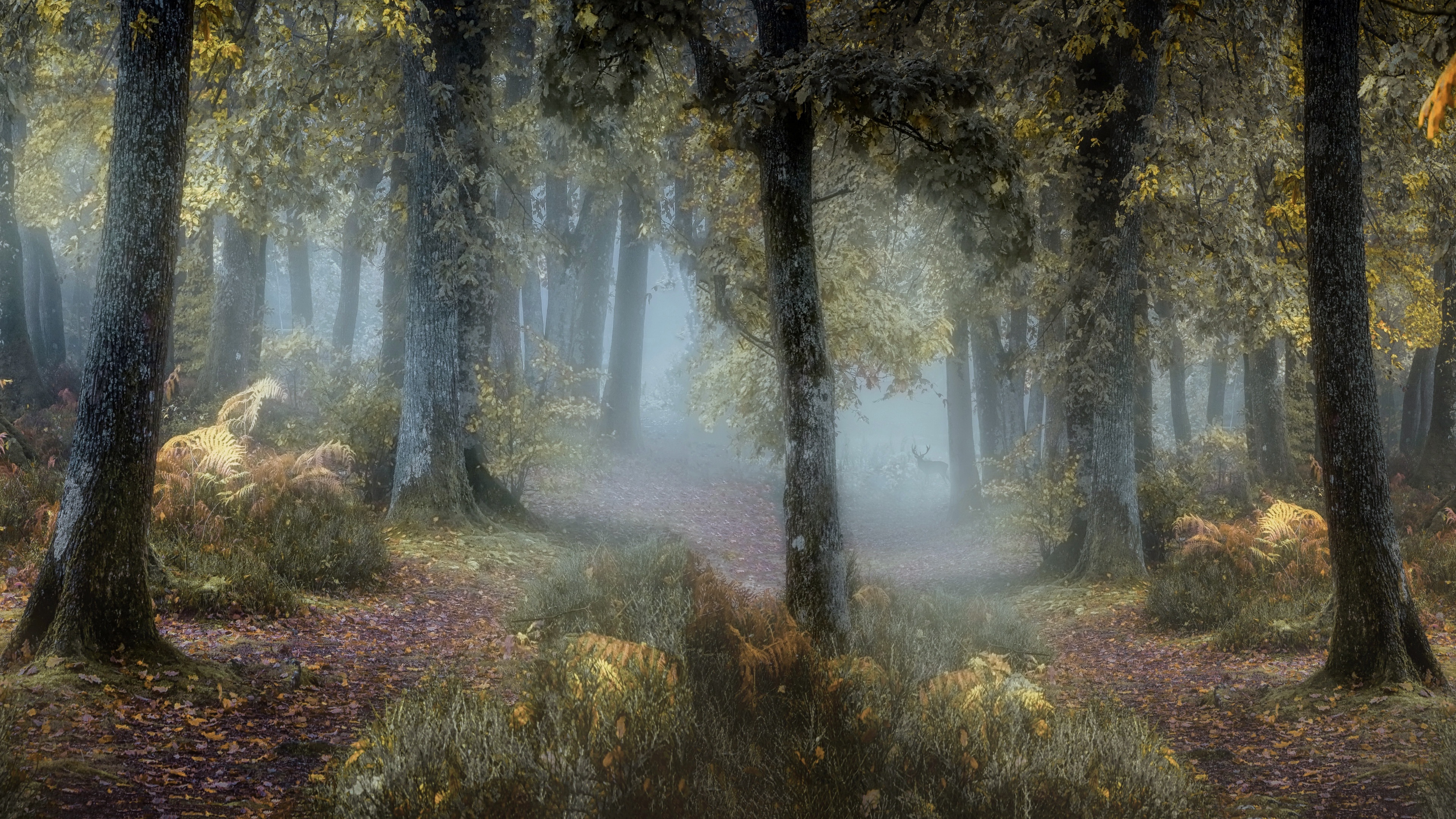 Fog Forest Nature 3840x2160