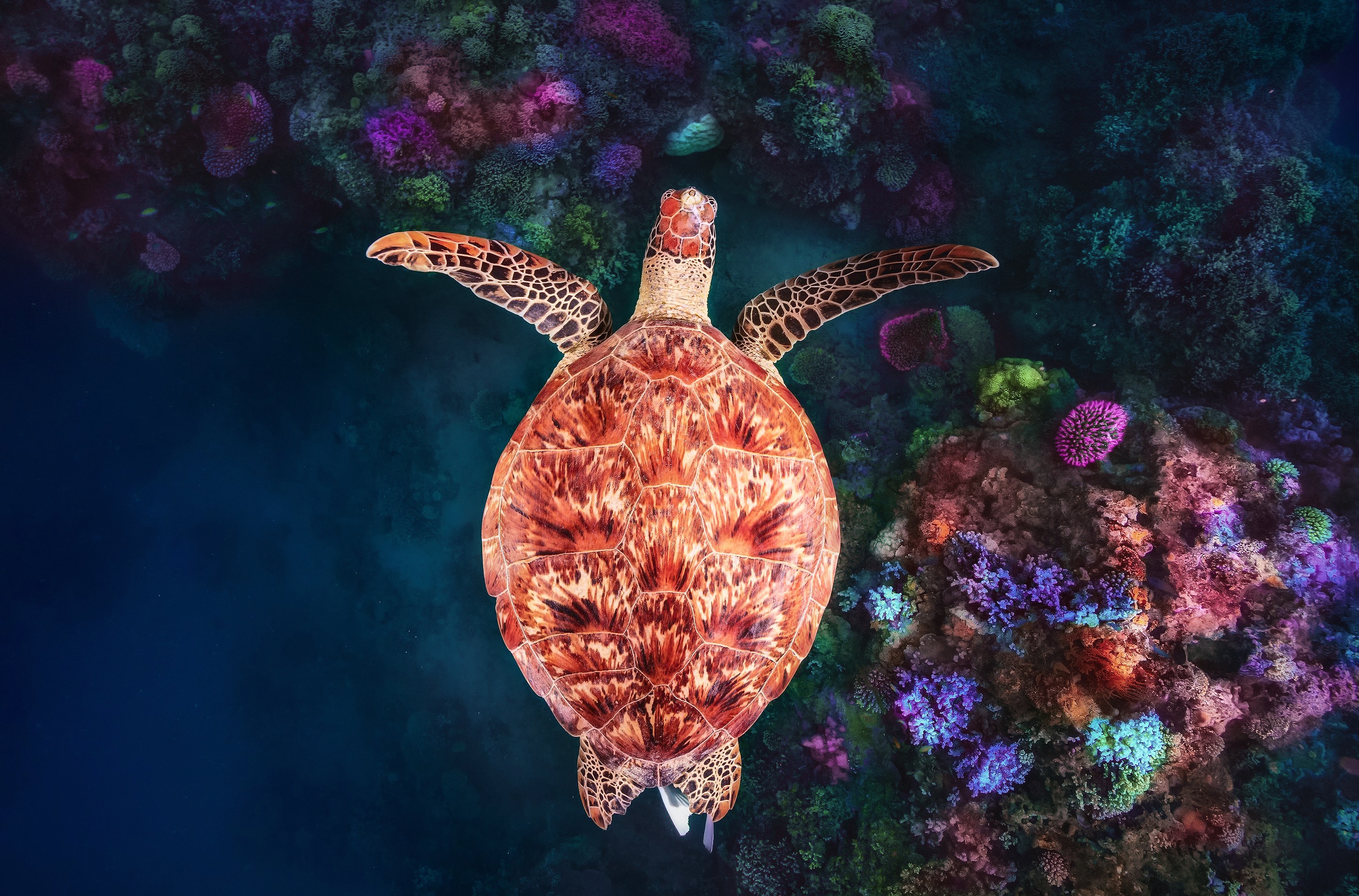 Coral Turtle Underwater Wildlife 2880x1900