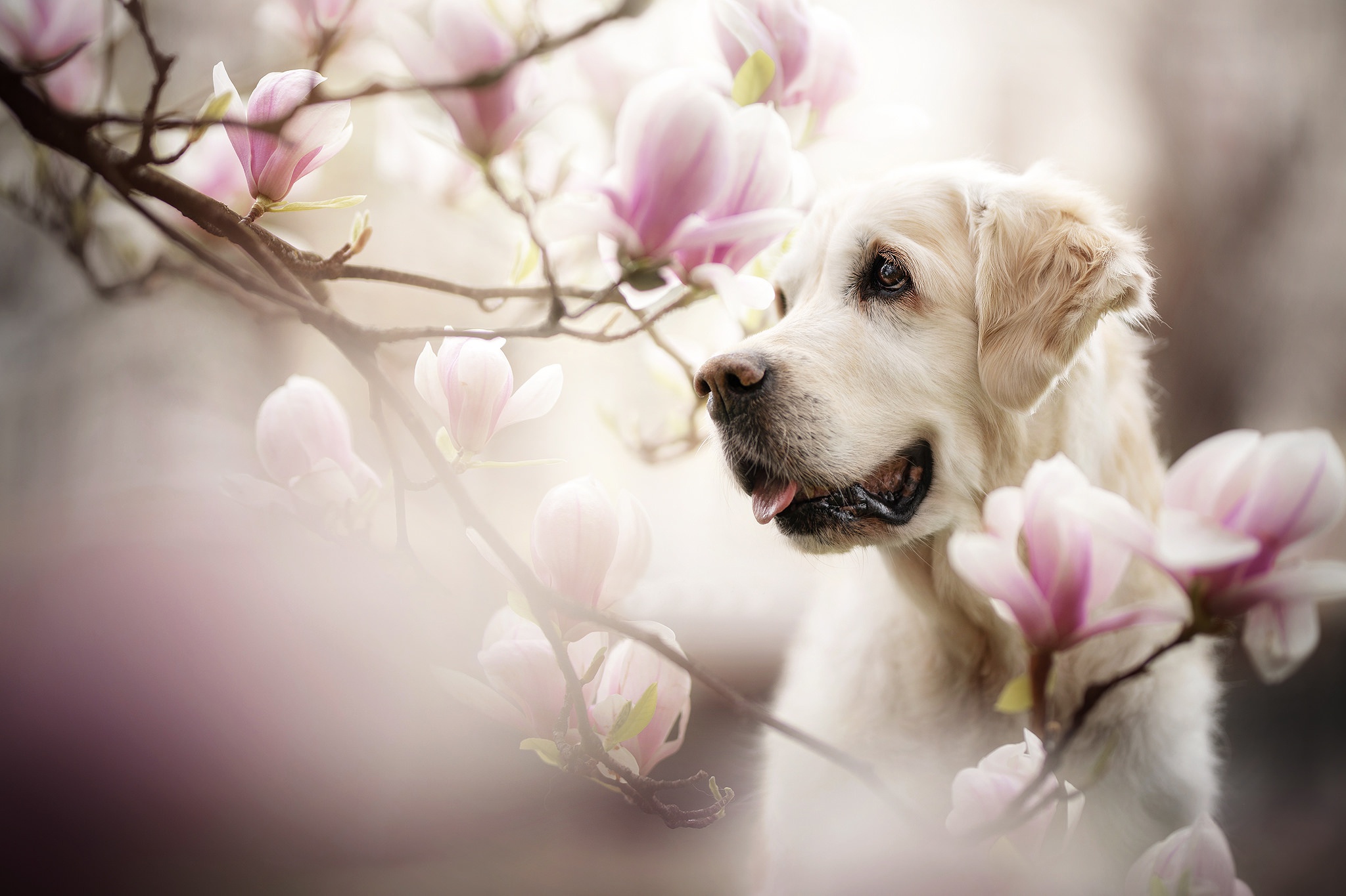 Blossom Dog Golden Retriever Pet 2048x1365
