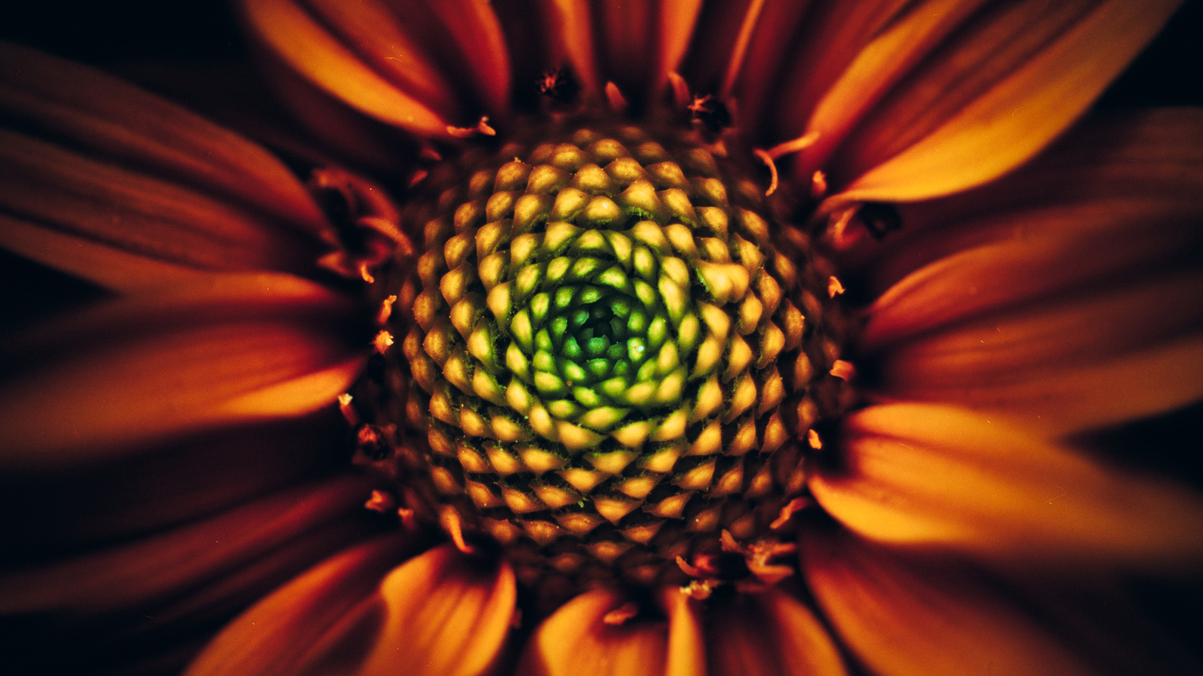 Flower Macro Sunflower 3840x2160