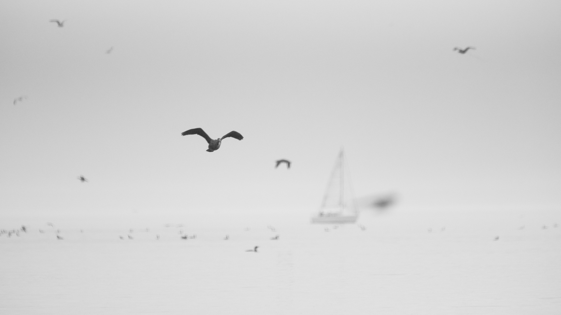 Harbor Birds White White Background Gray Background Boat Sailboats Sailing Ship Mist Overcast Clouds 1920x1080