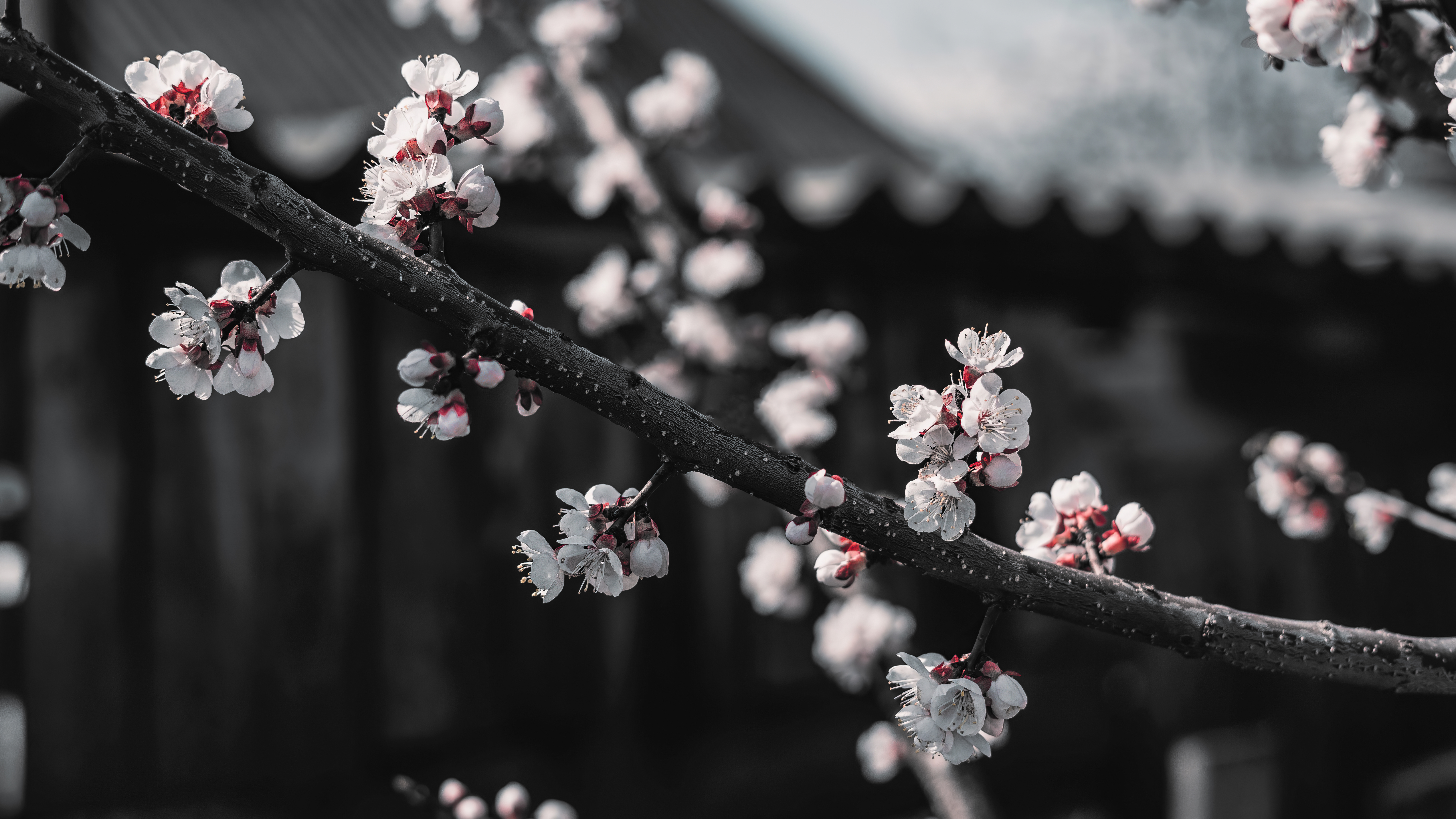 Cherry Blossom Red Black White Selective Coloring Branch 8000x4500