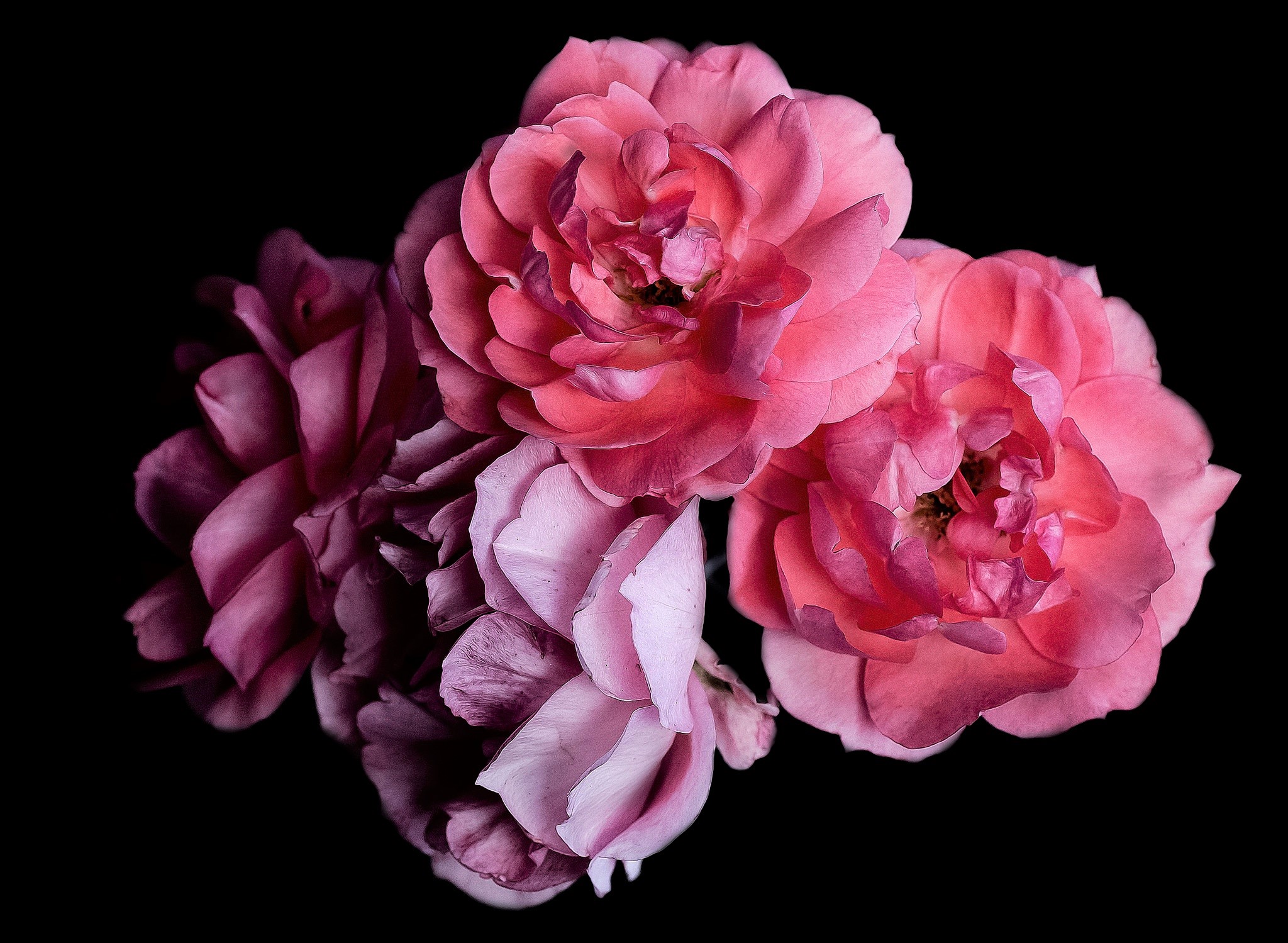 Earth Flower Pink Flower Rose 2048x1499