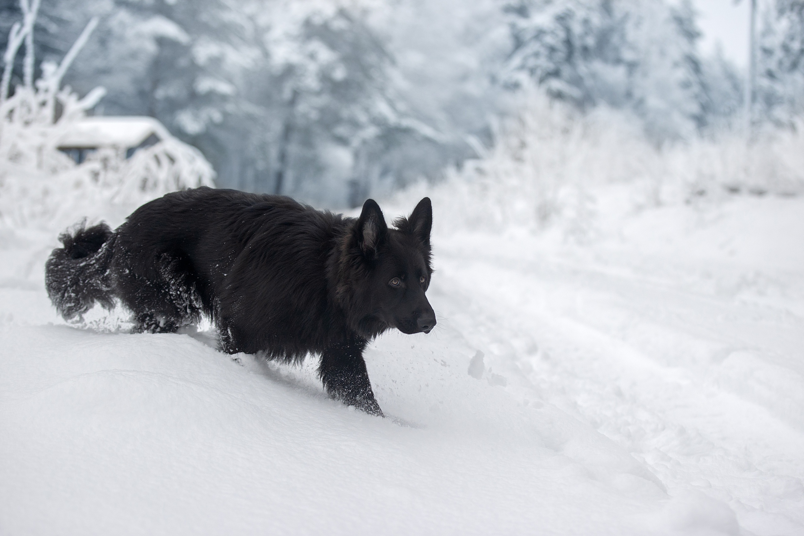 Dog German Shepherd Pet Snow Winter 2560x1707
