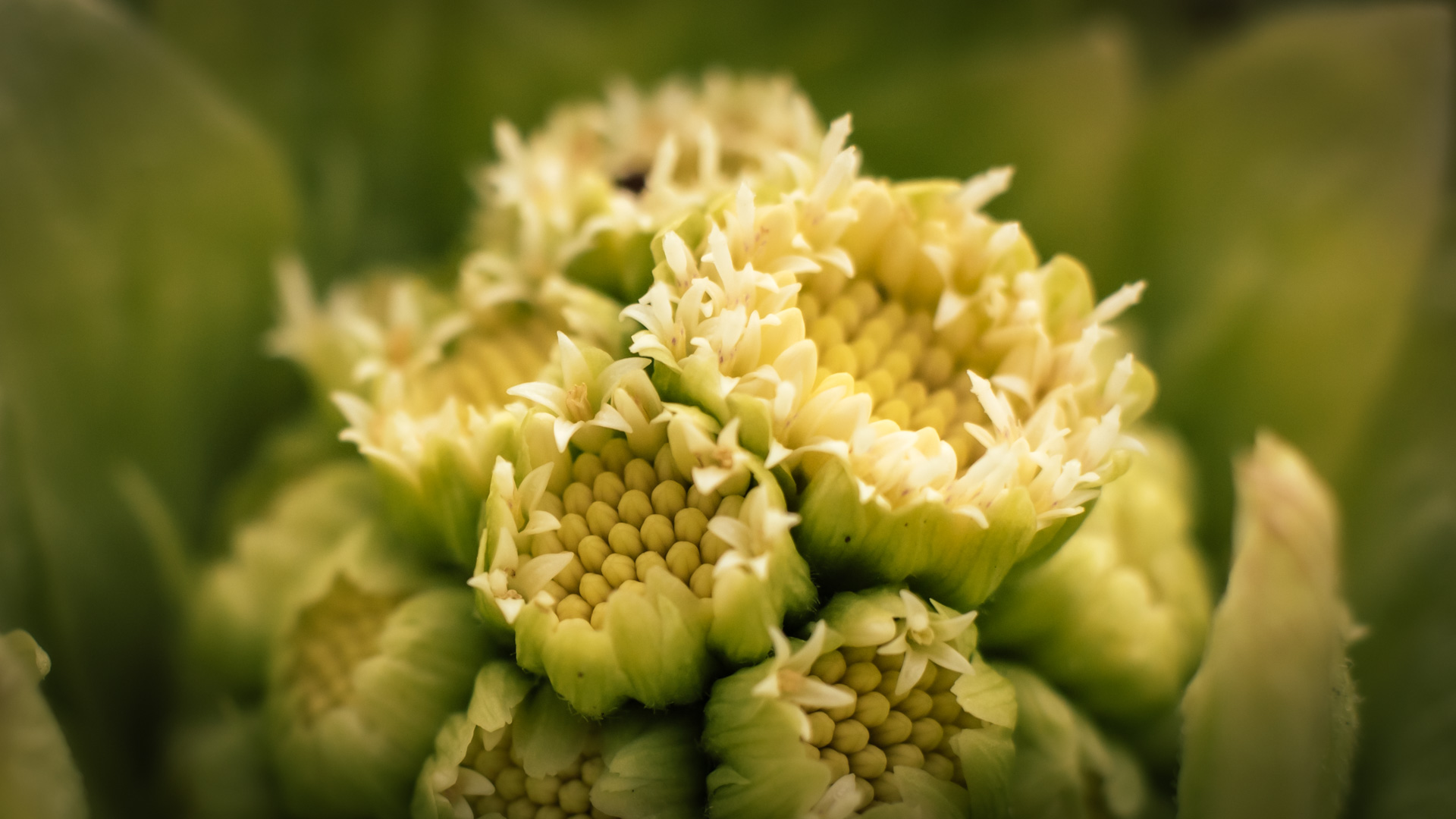 Green Yellow Yellow Background Green Background Plants Nature Macro Photography Flowers 1920x1080