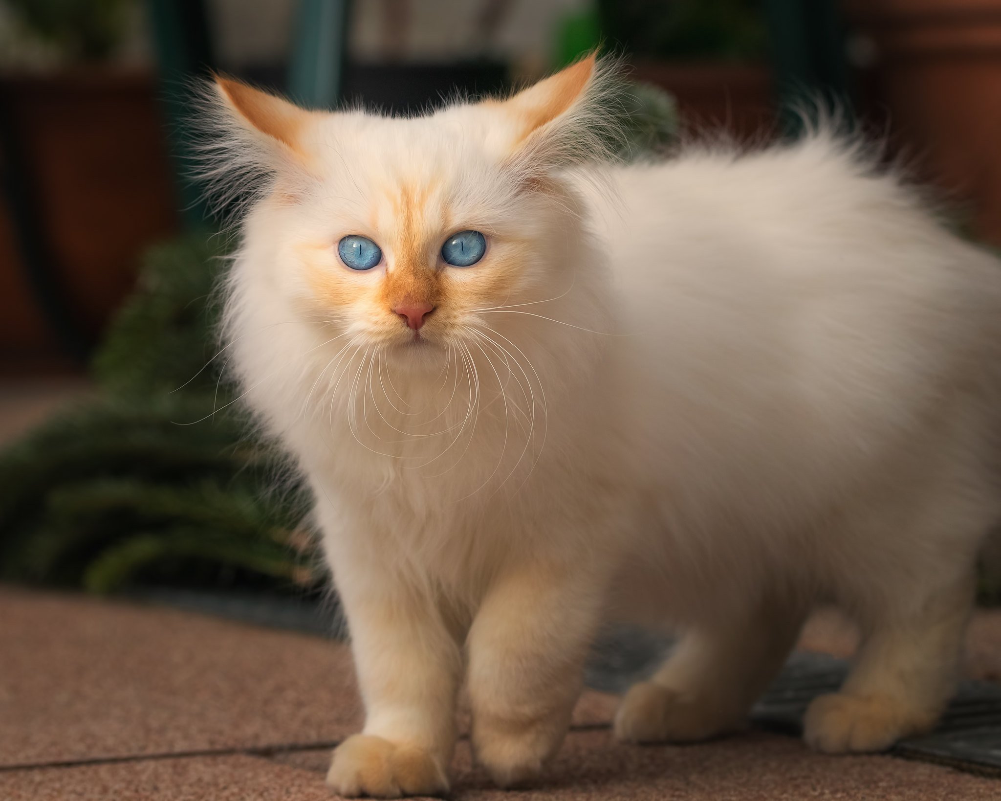 Blue Eyes Persian Cat 2048x1638