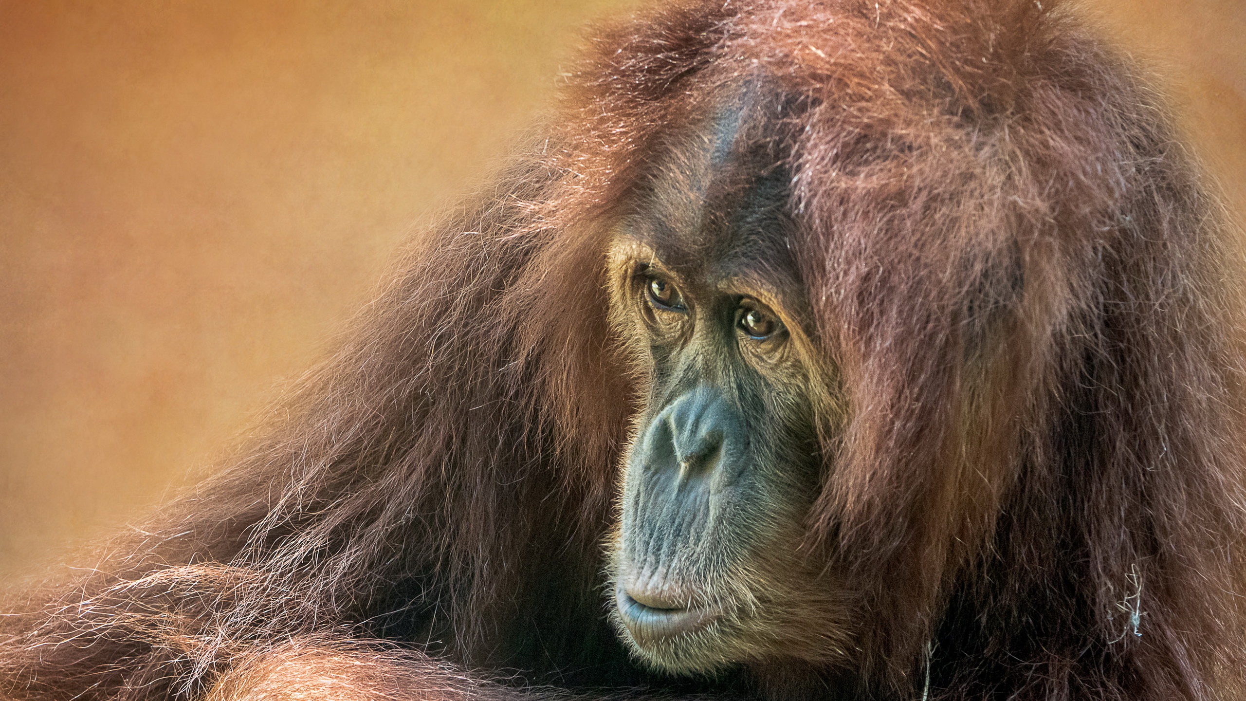 Monkey Orangutan Primate 2560x1440