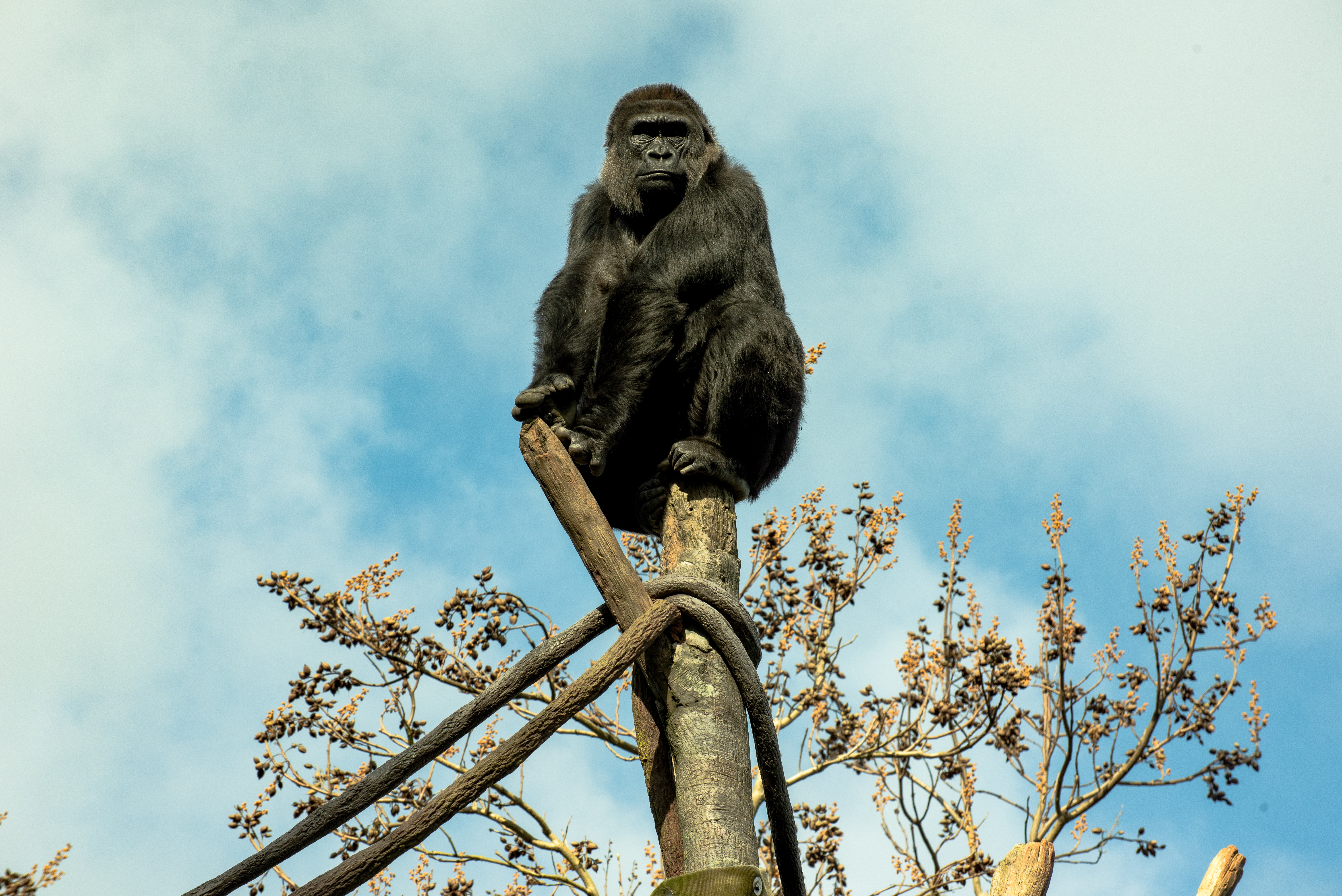 Ape Gorilla Primate Zoo 6016x4016