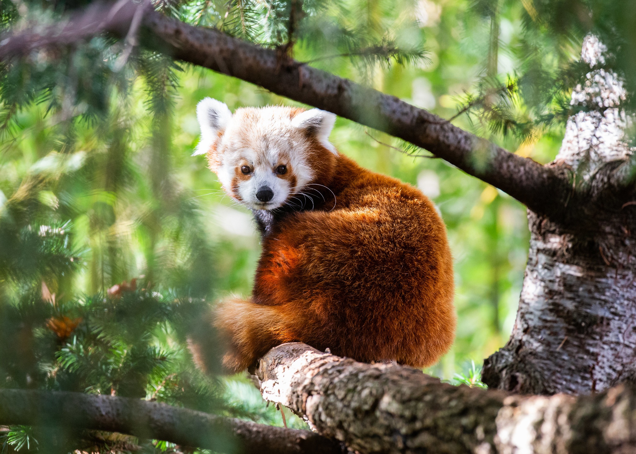 Red Panda Wildlife 2048x1463