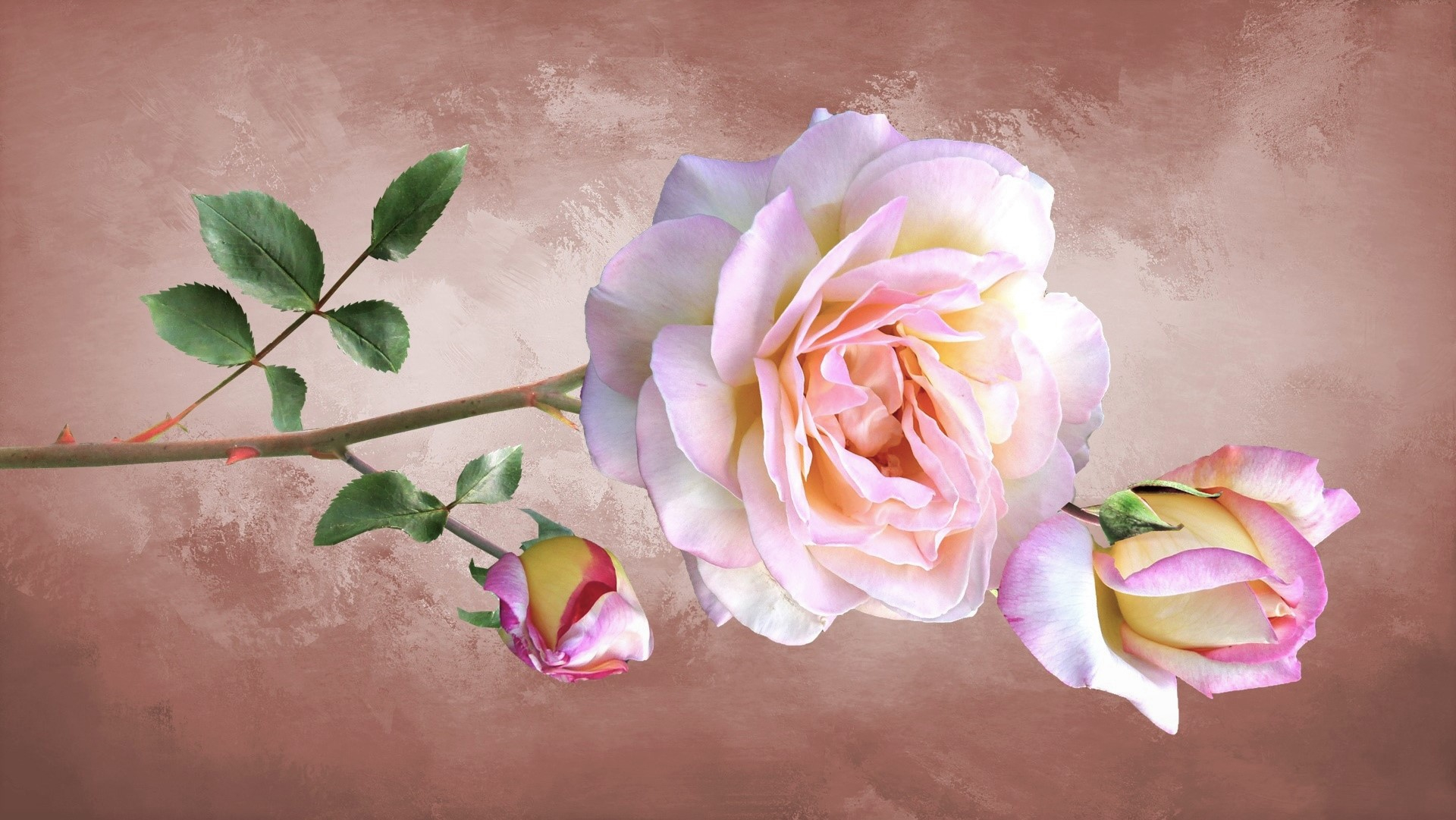 Earth Flower Pink Flower Pink Rose Rose 1920x1081