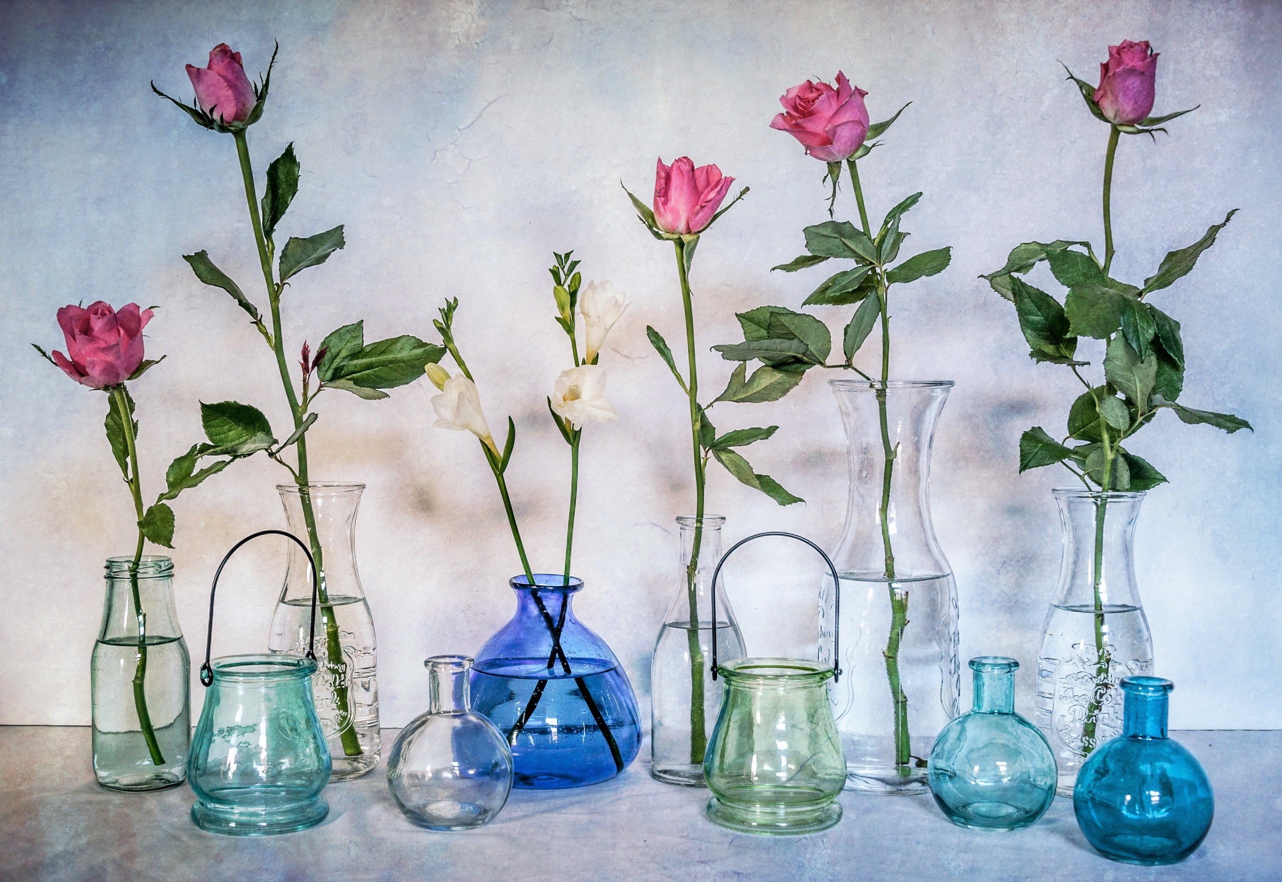 Blue Colors Flower Jar Rose Still Life Vase 2560x1761