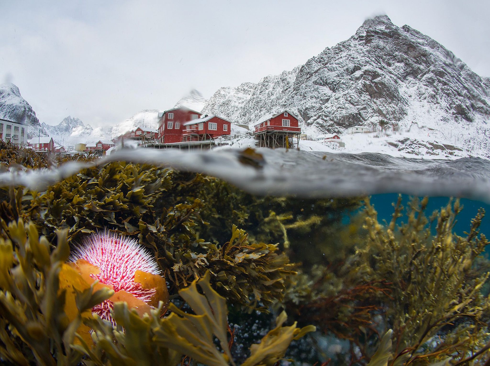 Underwater Nature Mountains Plants Norway 2048x1532