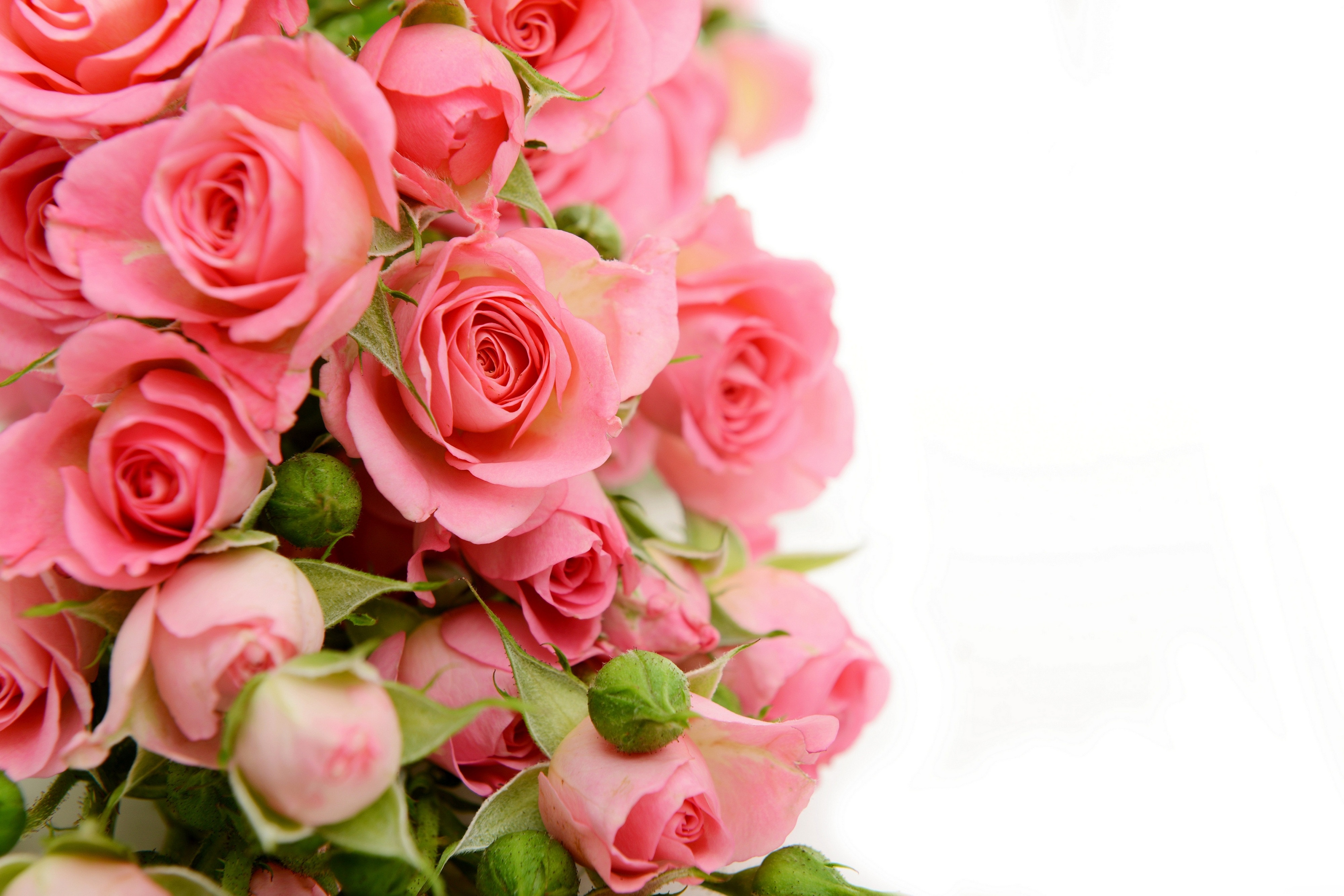 Flower Pink Rose Rose 4000x2669