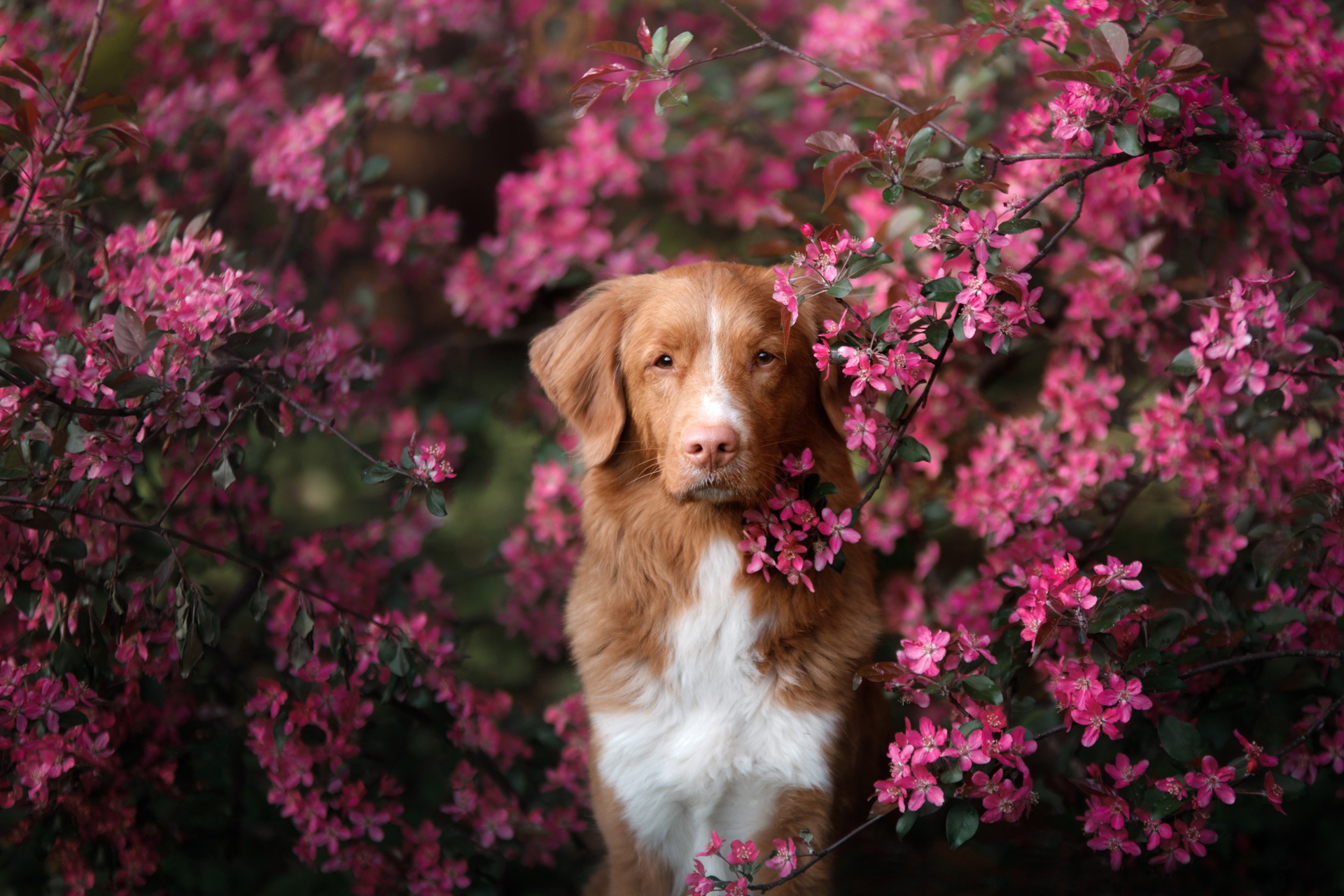 Dog Nova Scotia Duck Tolling Retriever Pet Pink Flower 1920x1280
