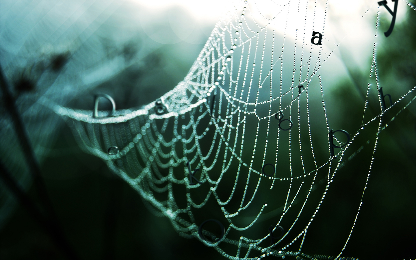 Spider Webs Symbols Water Drops Dew Nature Spiderwebs 1440x900