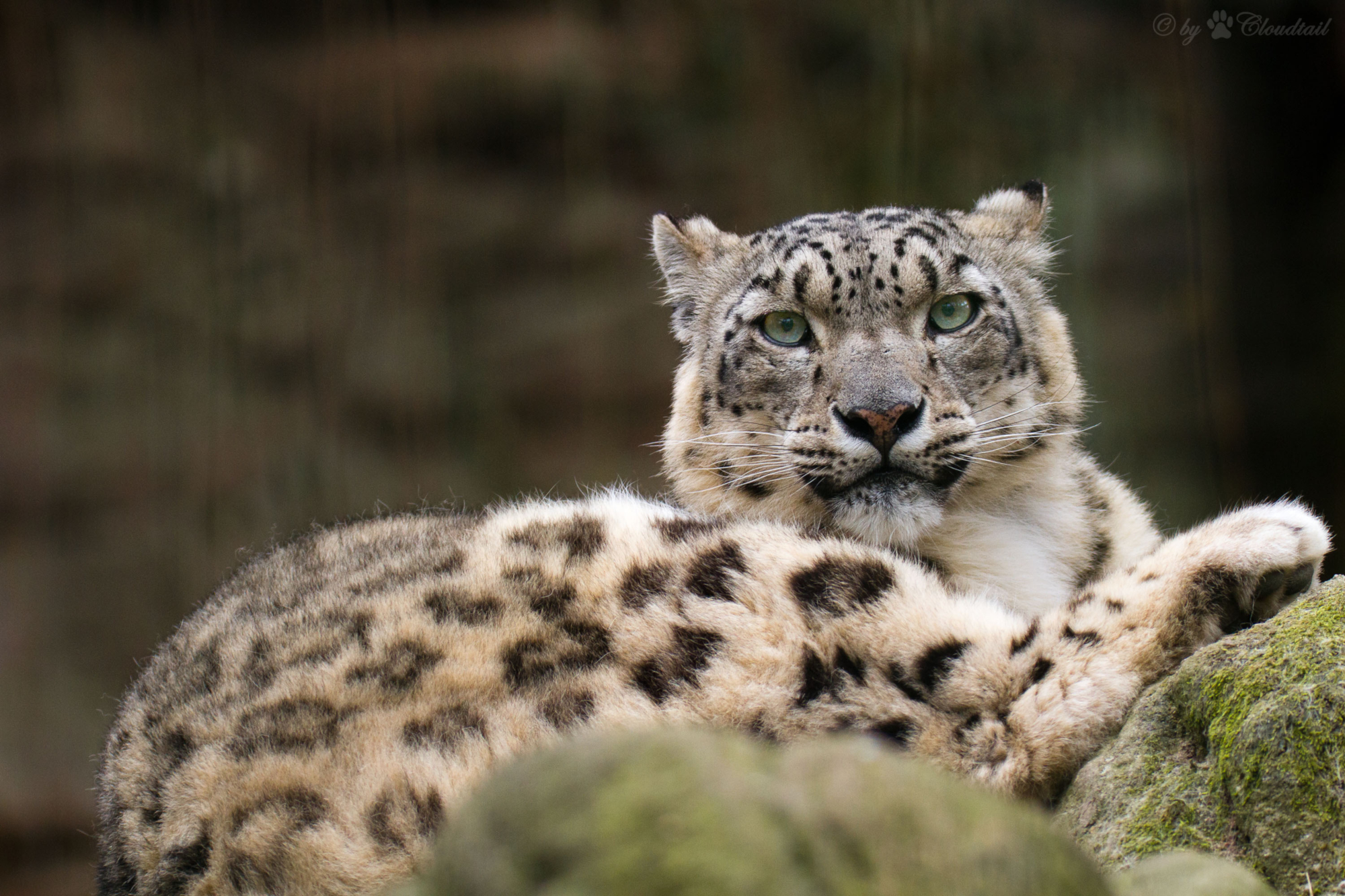 Snow Leopard 2000x1333