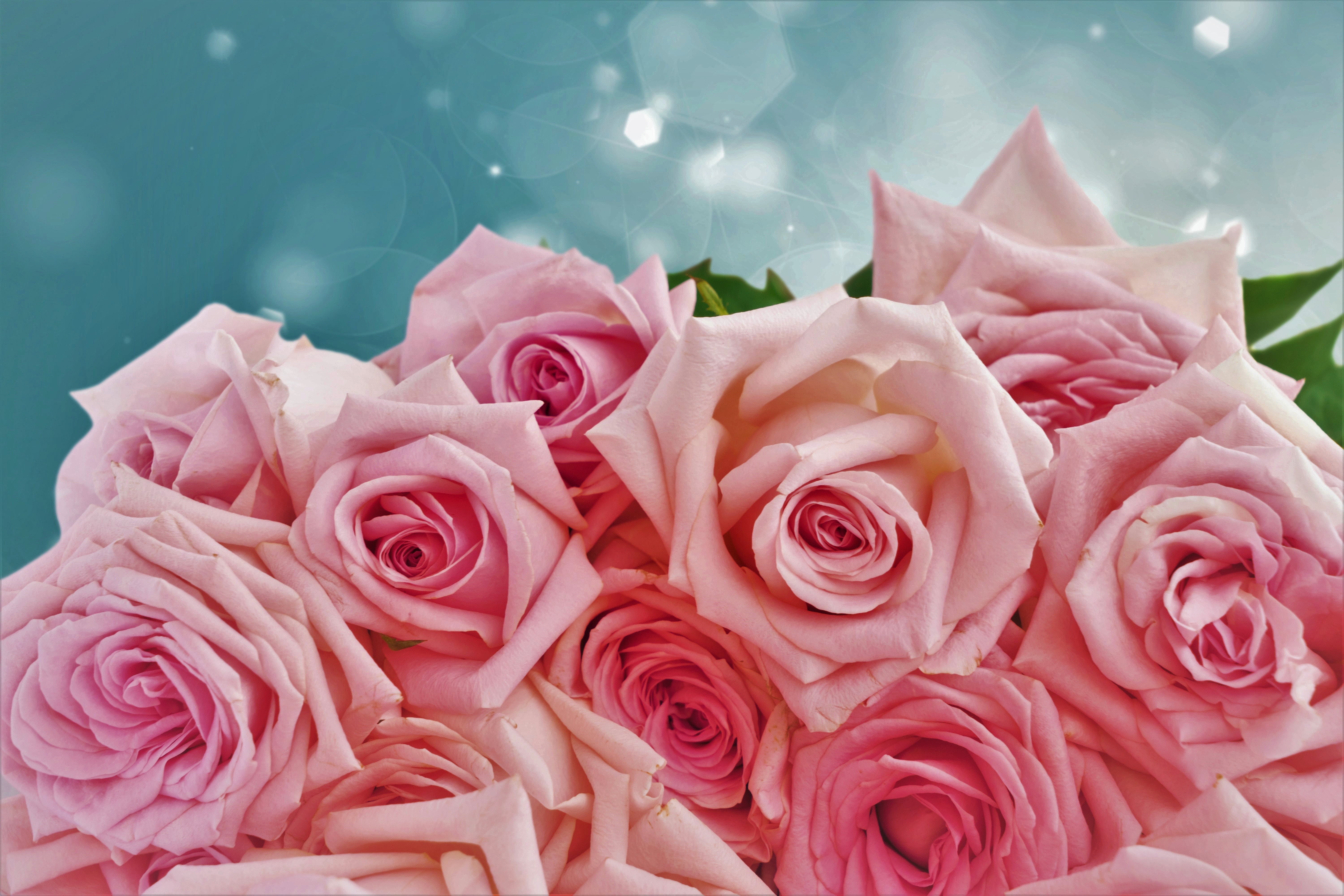 Earth Flower Pink Flower Pink Rose Rose 6000x4000