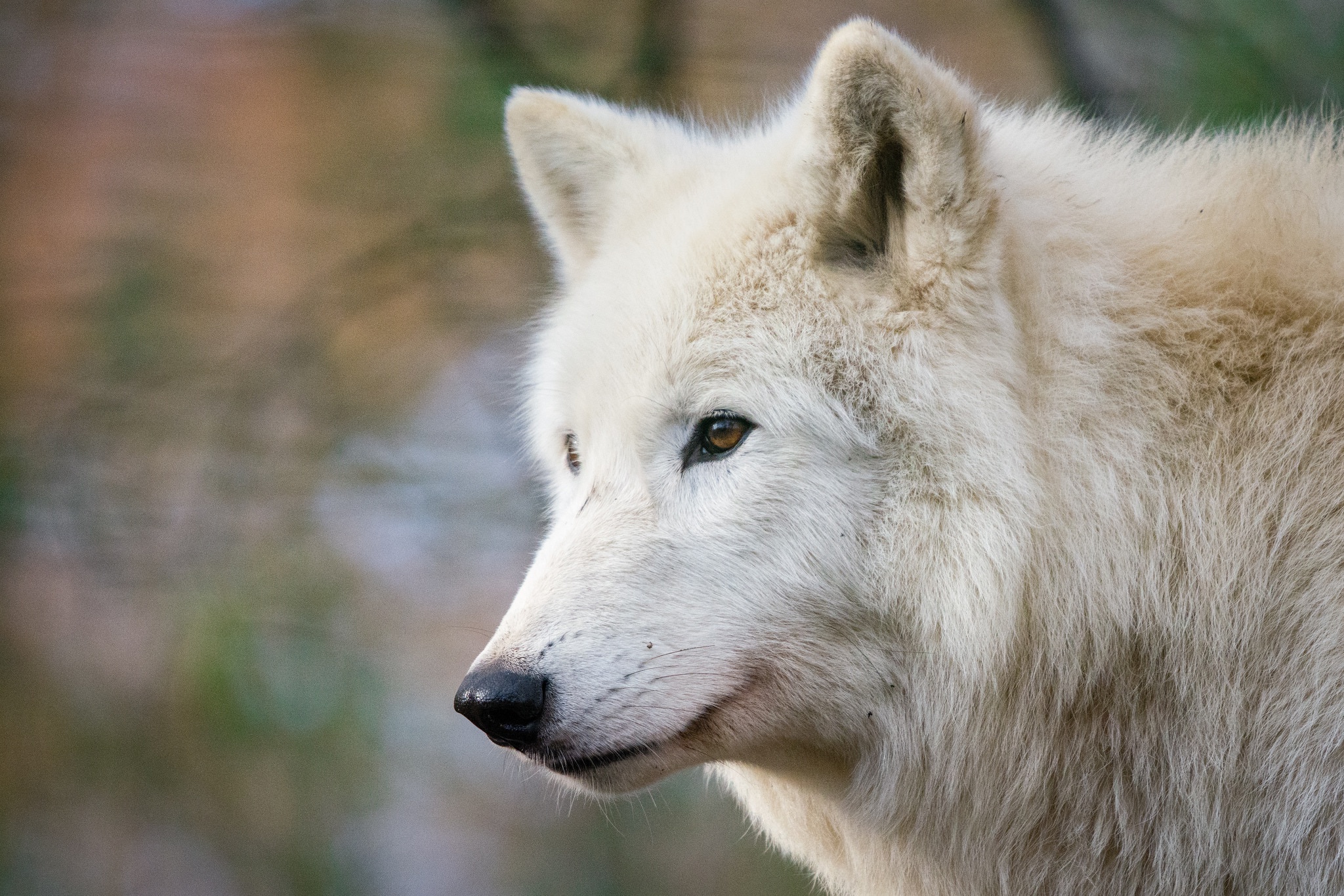 Depth Of Field White Wolf Wildlife Wolf Predator Animal 2048x1365
