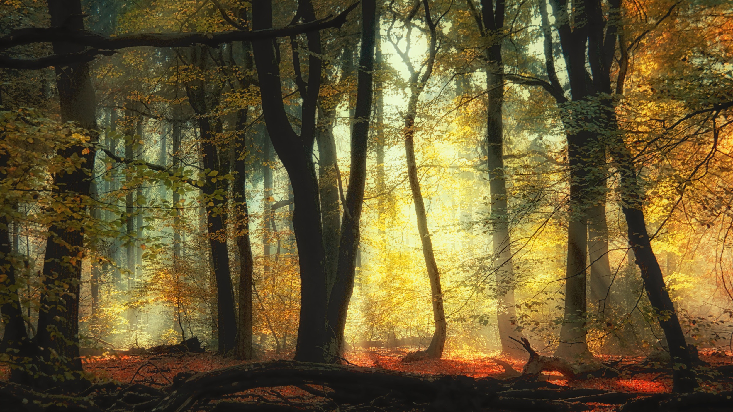 Nature Trees Plants Outdoors Natural Light Sunlight Forest 2500x1408