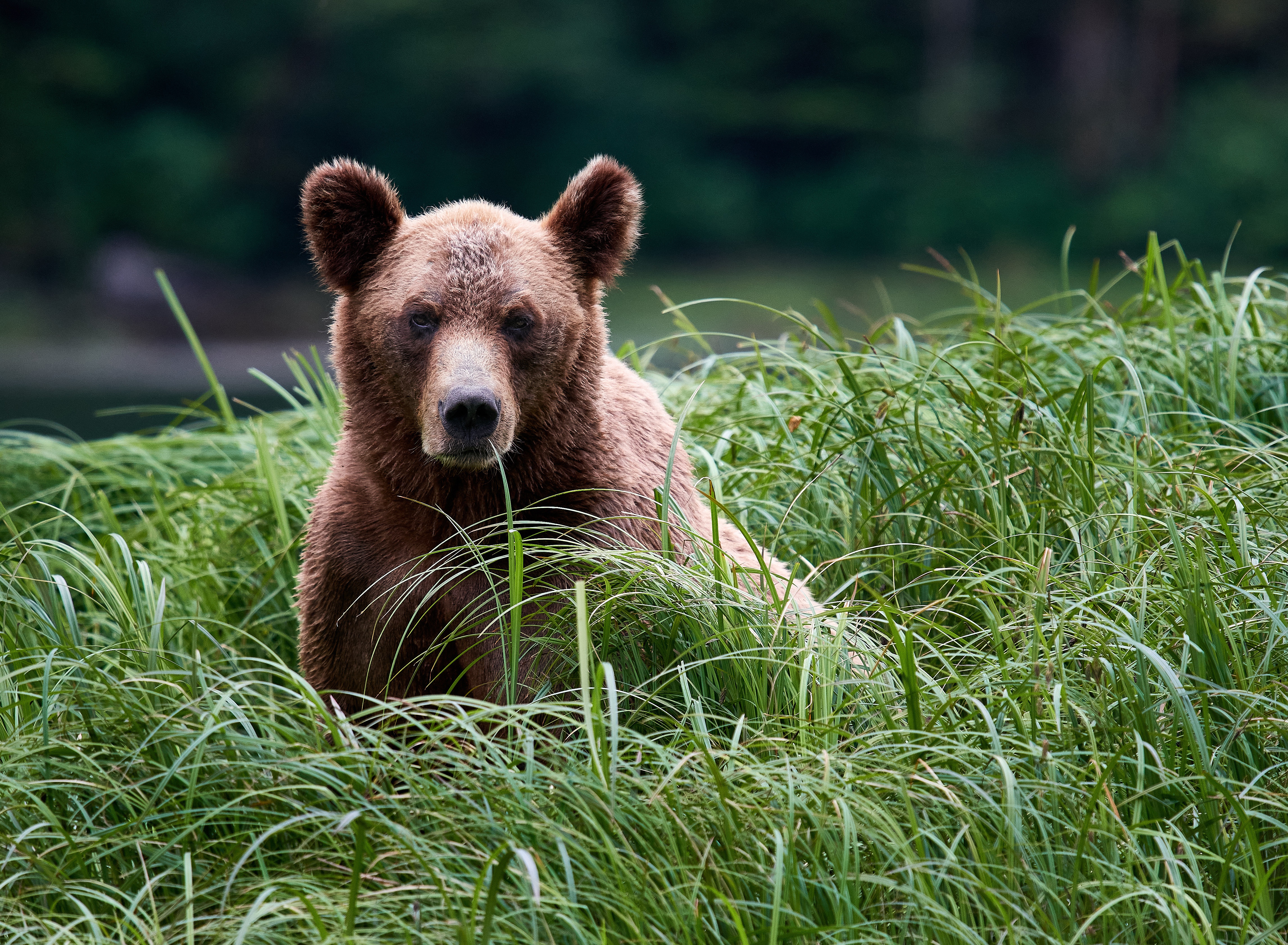 Bear Grass Grizzly Wildlife Predator Animal 4586x3365