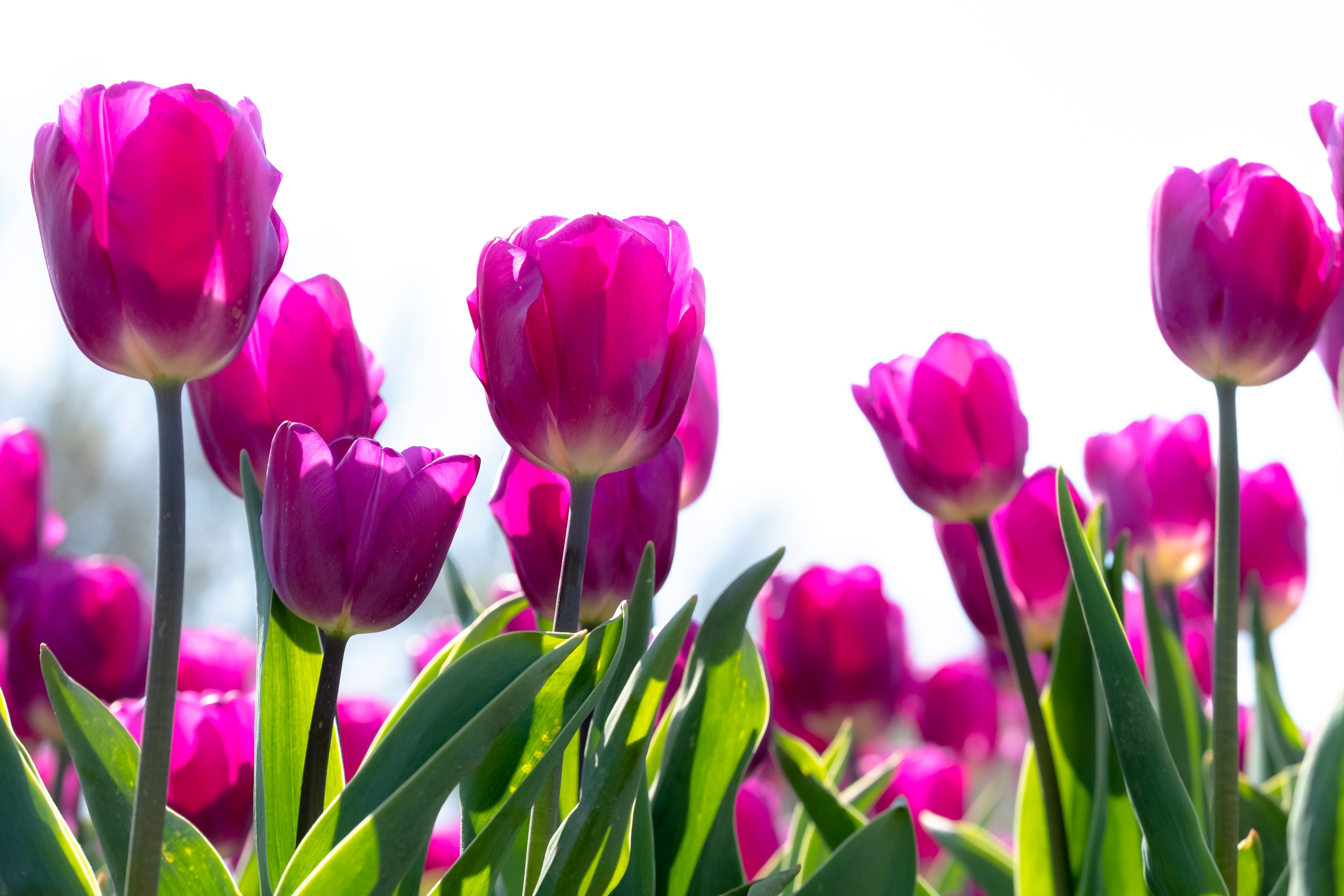 Flower Tulip 5399x3599