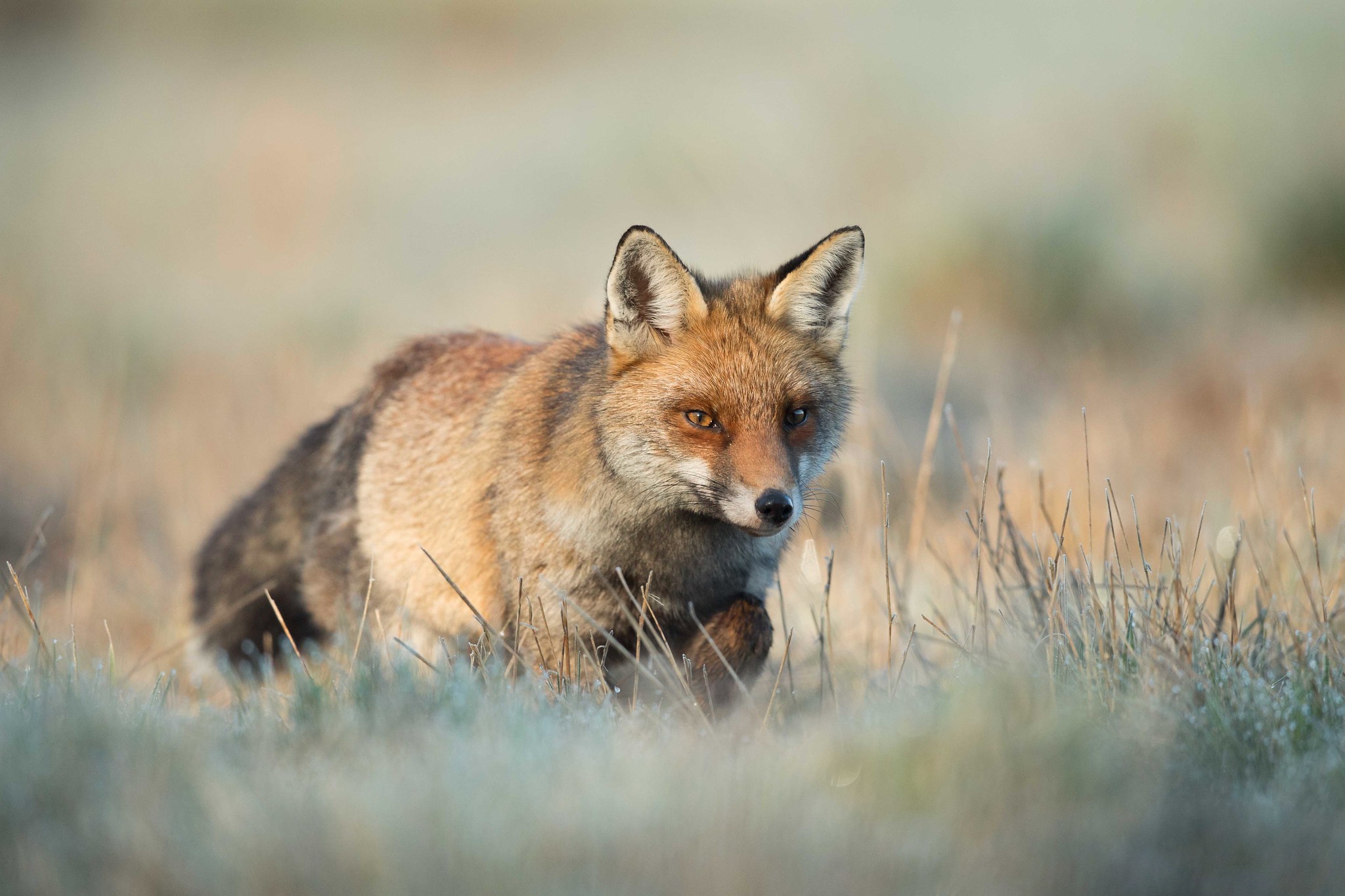 Fox Wildlife 2048x1365