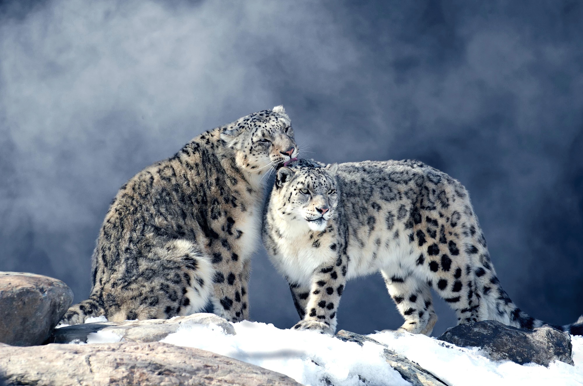 Big Cat Snow Leopard Wildlife Winter 2000x1325