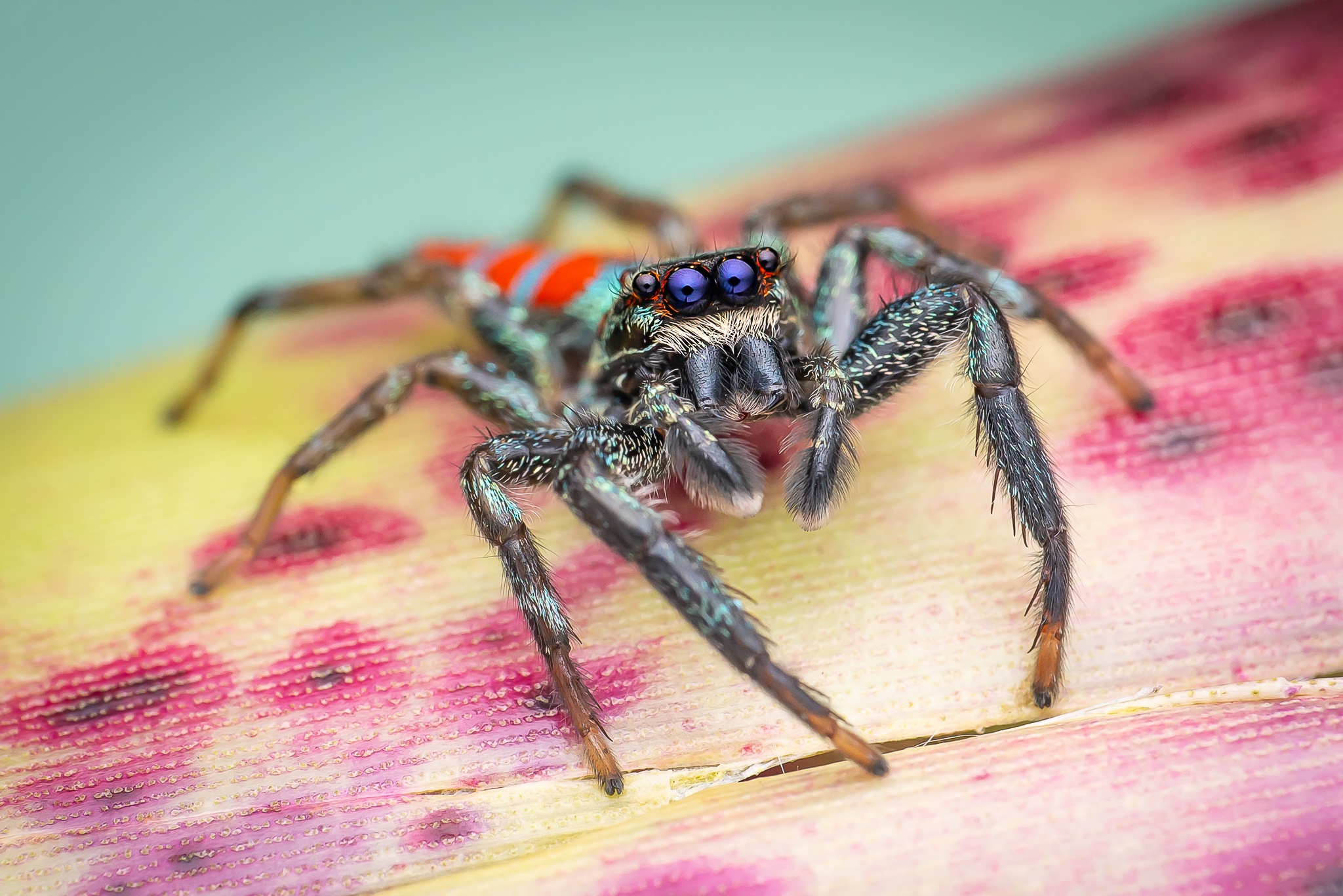 Arachnid Macro Spider 2048x1367