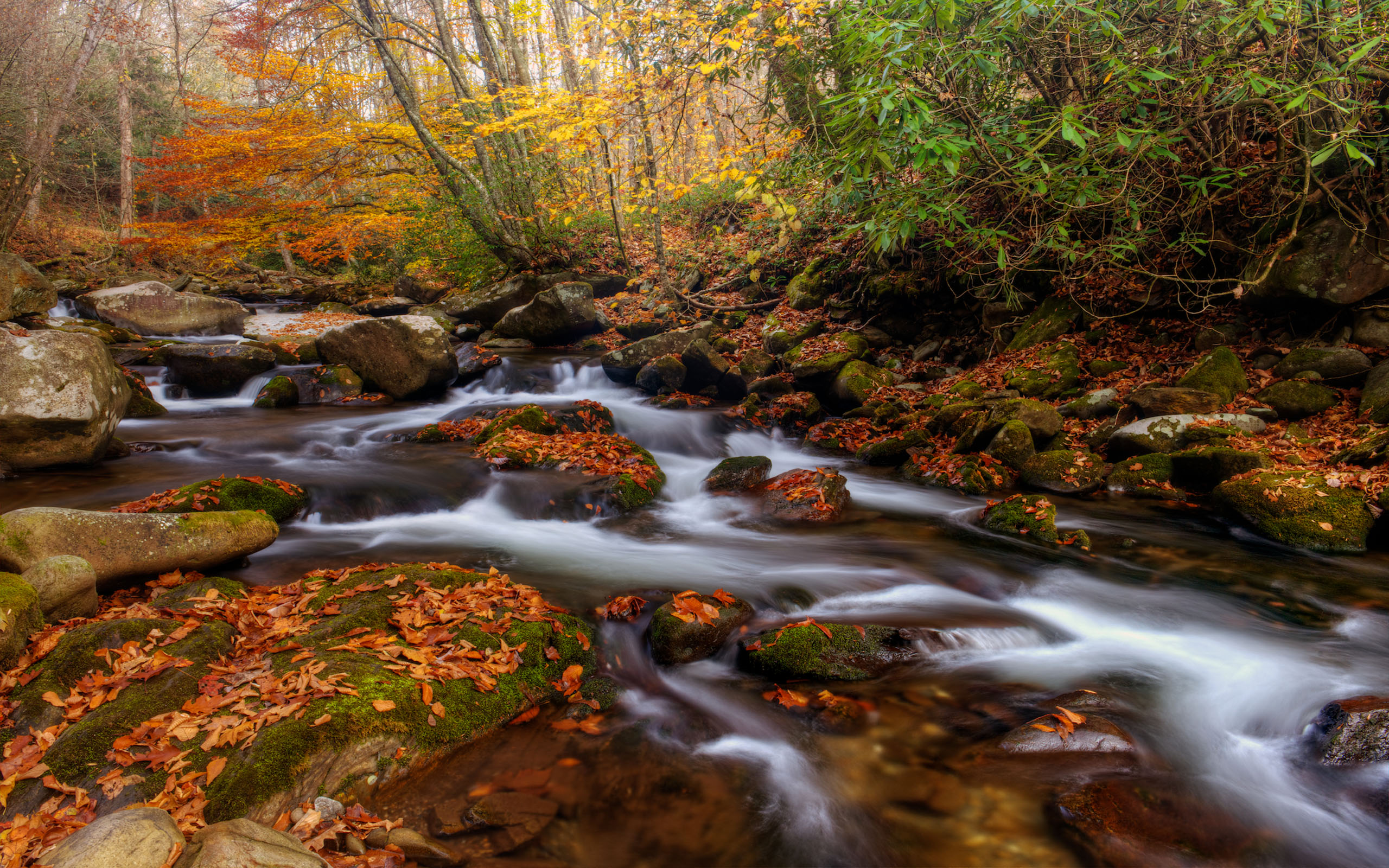 Fall Forest Leaf Rock Stream 2560x1600