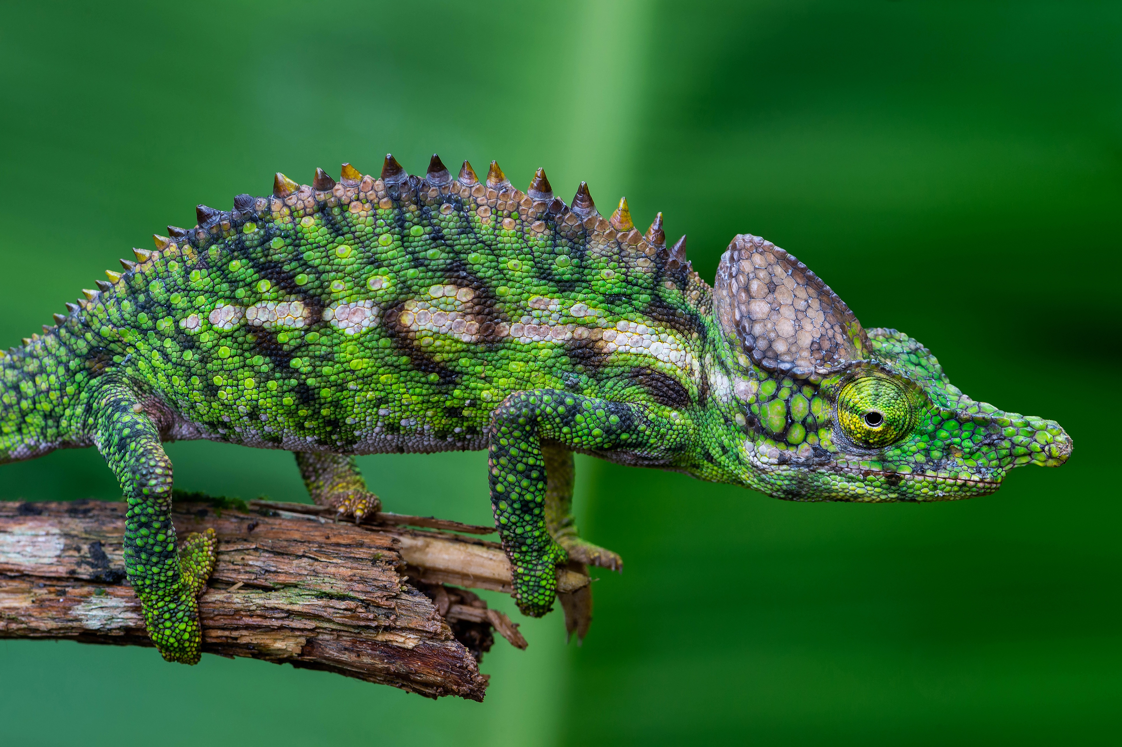 Chameleon Reptile Wildlife 3840x2556