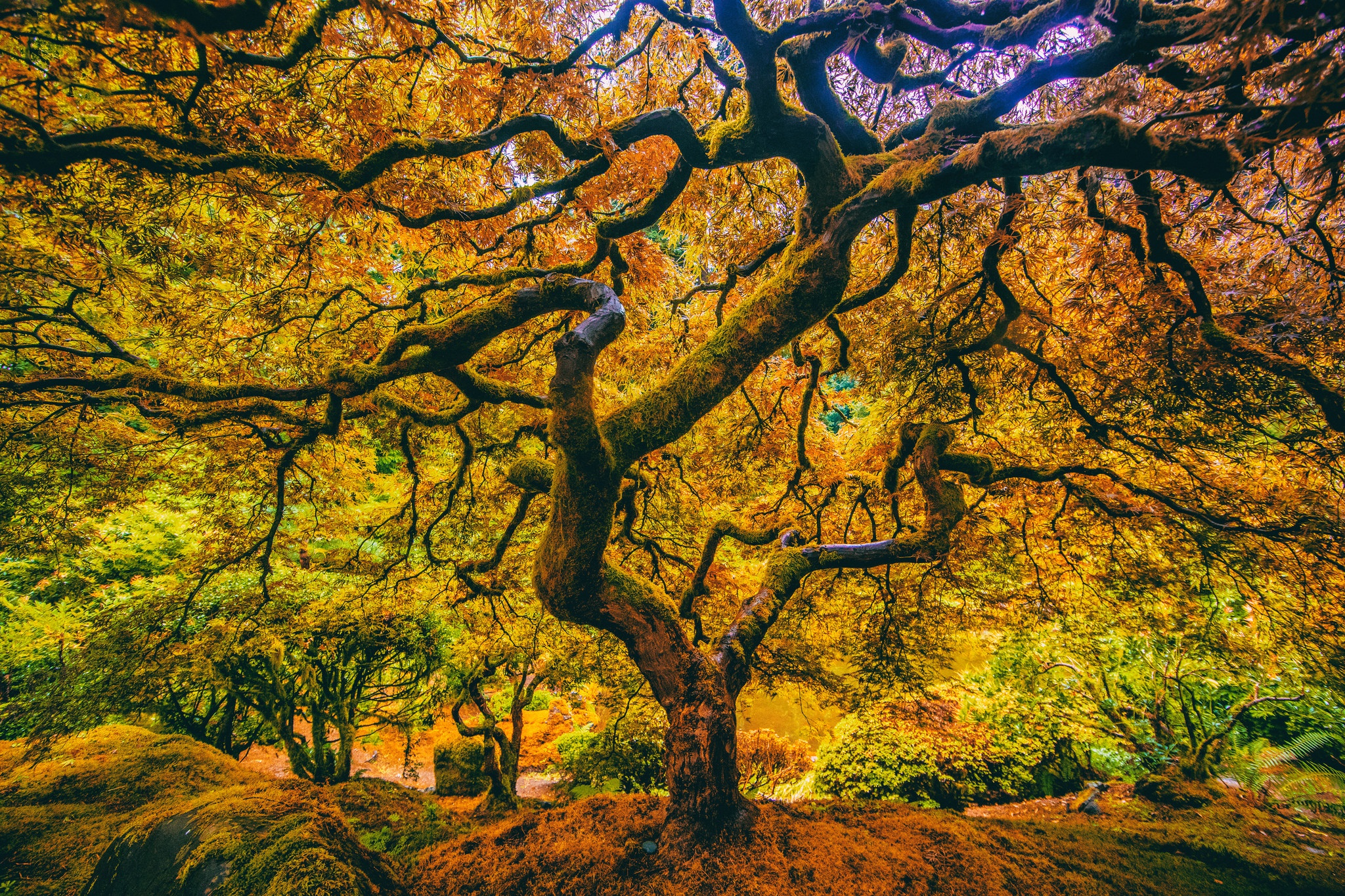 Fall Foliage Nature Tree 2048x1365